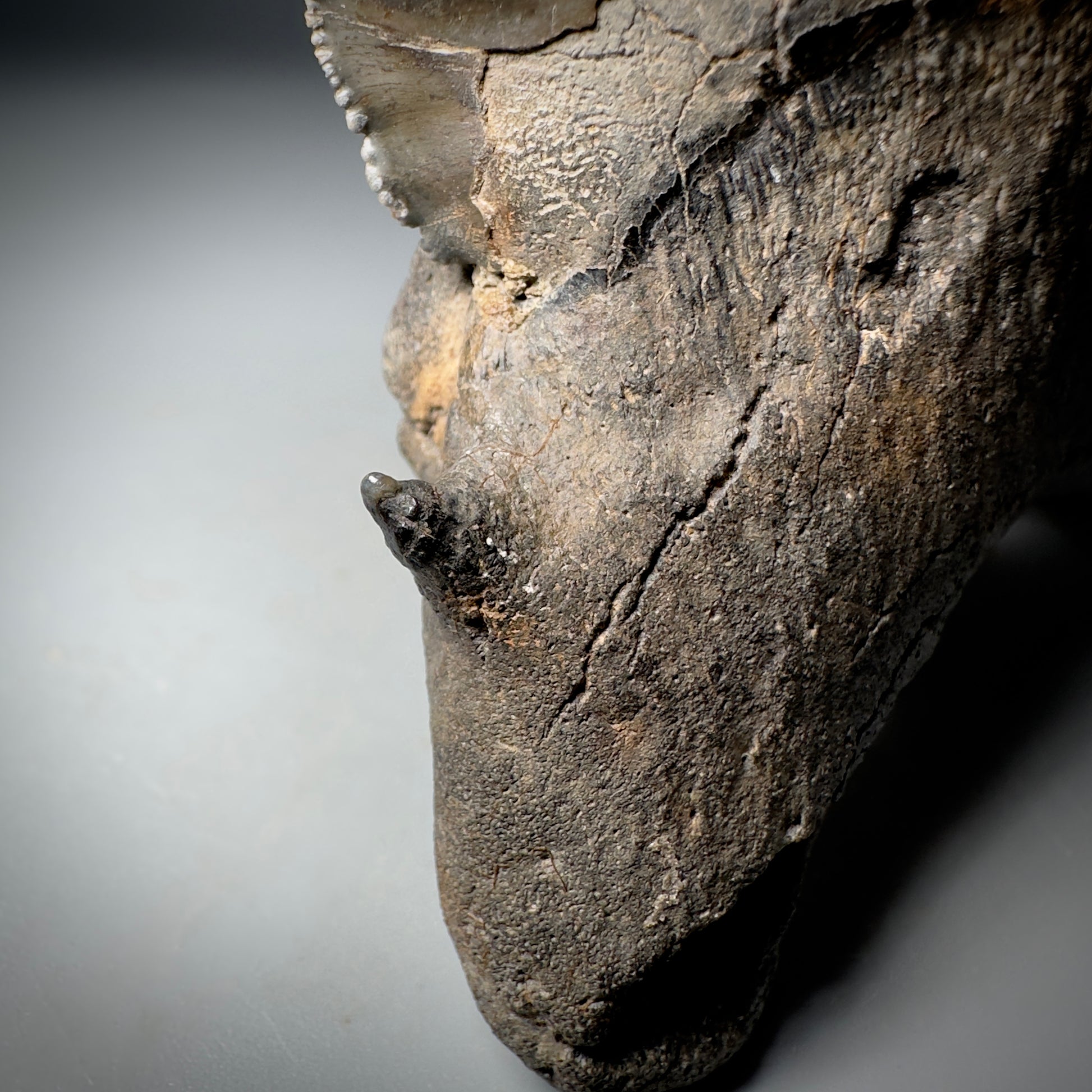 Collector's Quality, deformed 5.62" Fossil Megalodon Tooth - South Carolina CM1750 - Front cusp back
