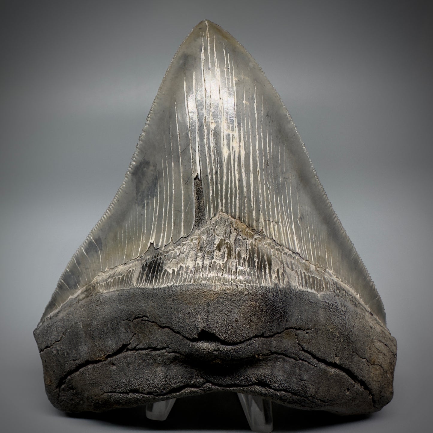 Collector's Quality, colorful 4.80" Fossil Megalodon Tooth - South Carolina CM5259 - Front