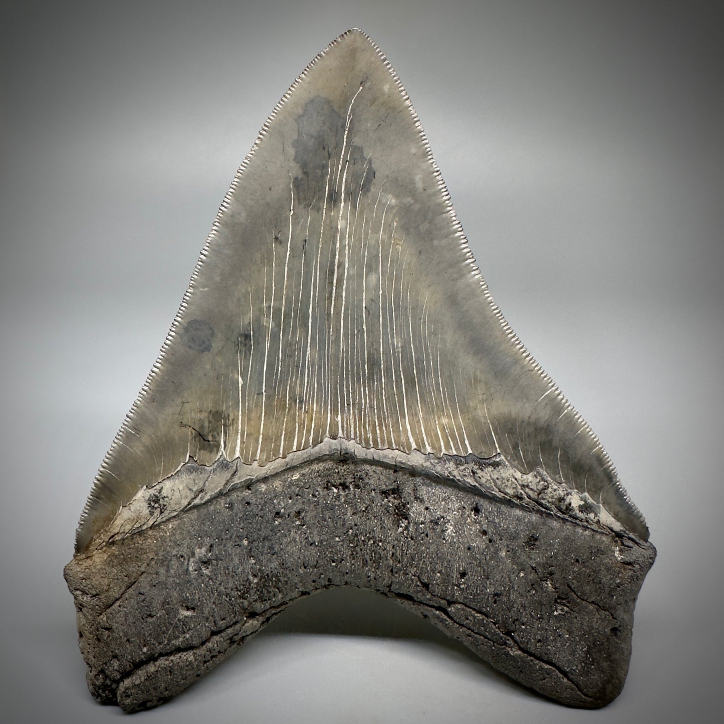 Collector's Quality, colorful 4.80" Fossil Megalodon Tooth - South Carolina CM5259 - Back