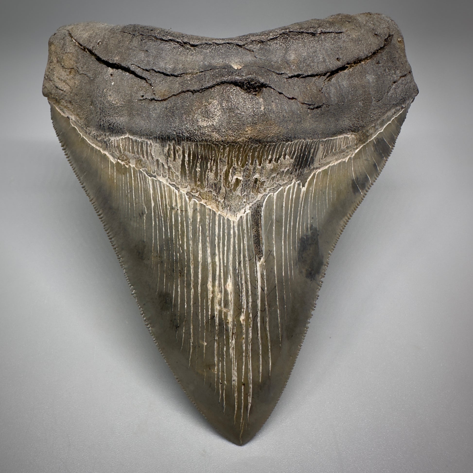Collector's Quality, colorful 4.80" Fossil Megalodon Tooth - South Carolina CM5259 - Front1