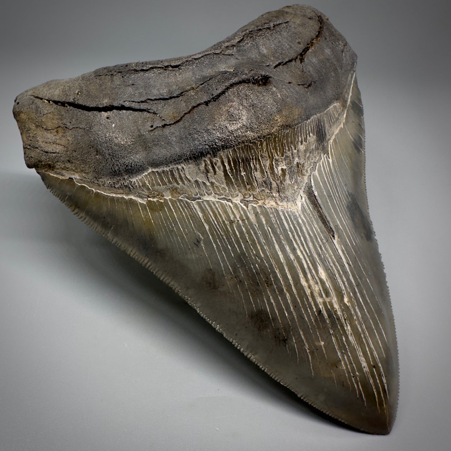 Collector's Quality, colorful 4.80" Fossil Megalodon Tooth - South Carolina CM5259 - Front Left