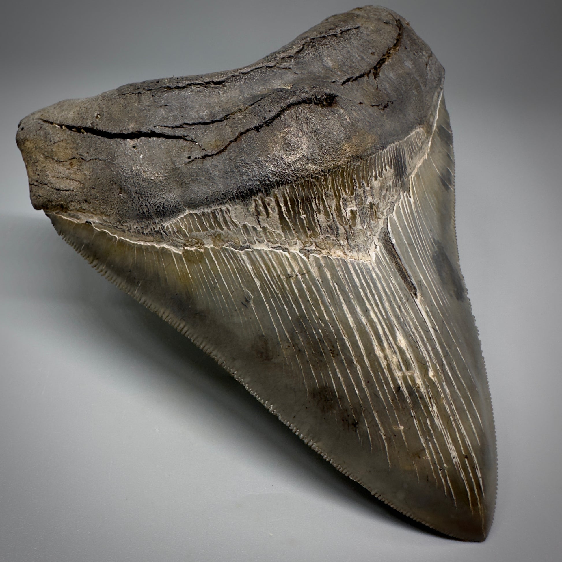 Collector's Quality, colorful 4.80" Fossil Megalodon Tooth - South Carolina CM5259 - Front Left