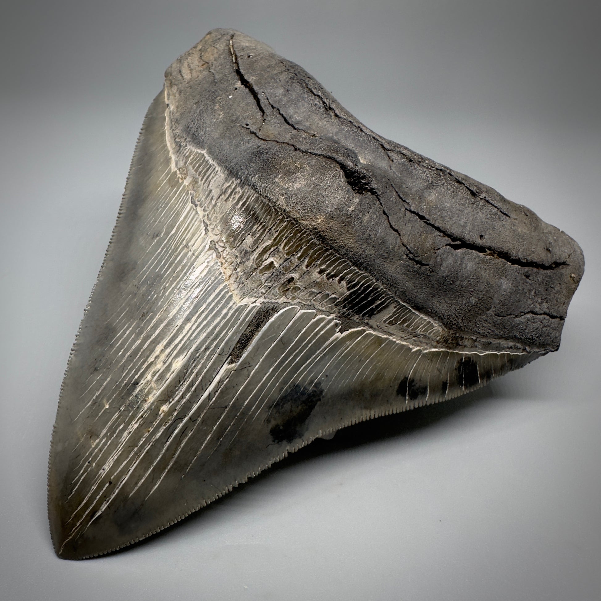 Collector's Quality, colorful 4.80" Fossil Megalodon Tooth - South Carolina CM5259 - Front Right