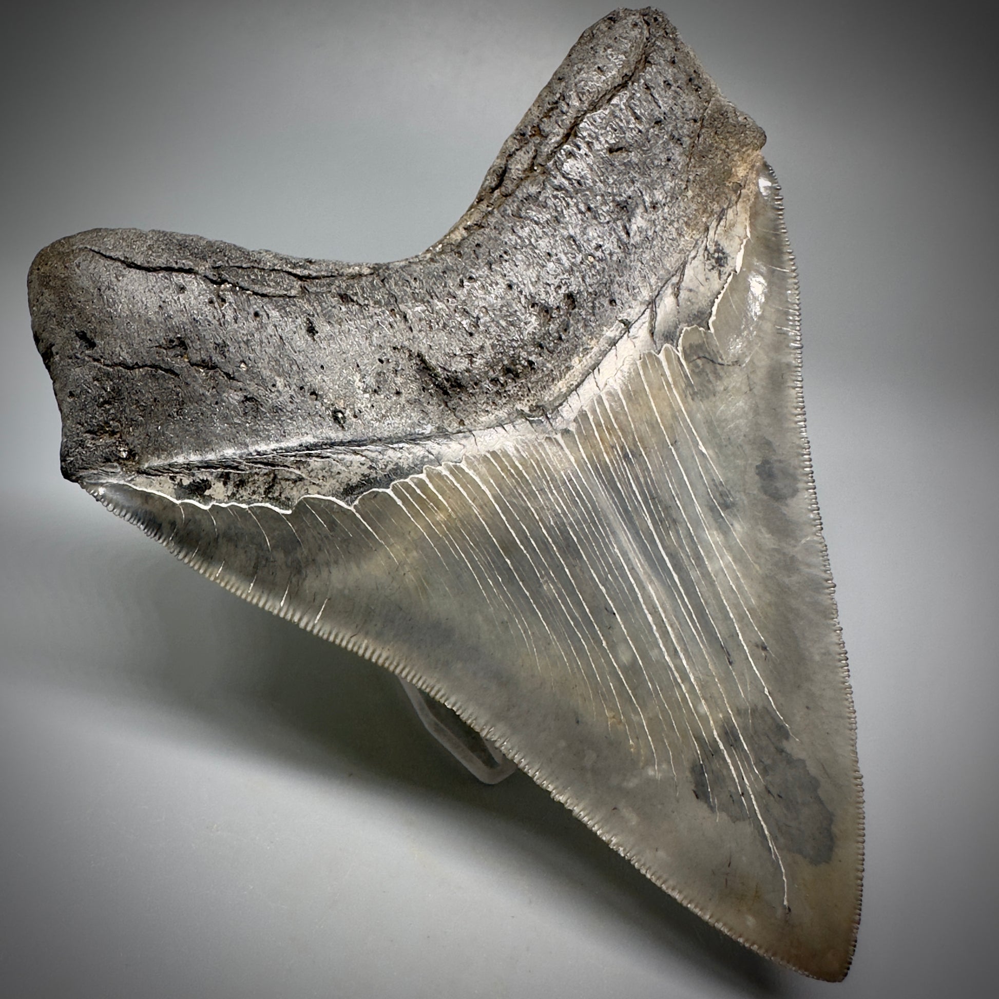 Collector's Quality, colorful 4.80" Fossil Megalodon Tooth - South Carolina CM5259 - Back Left