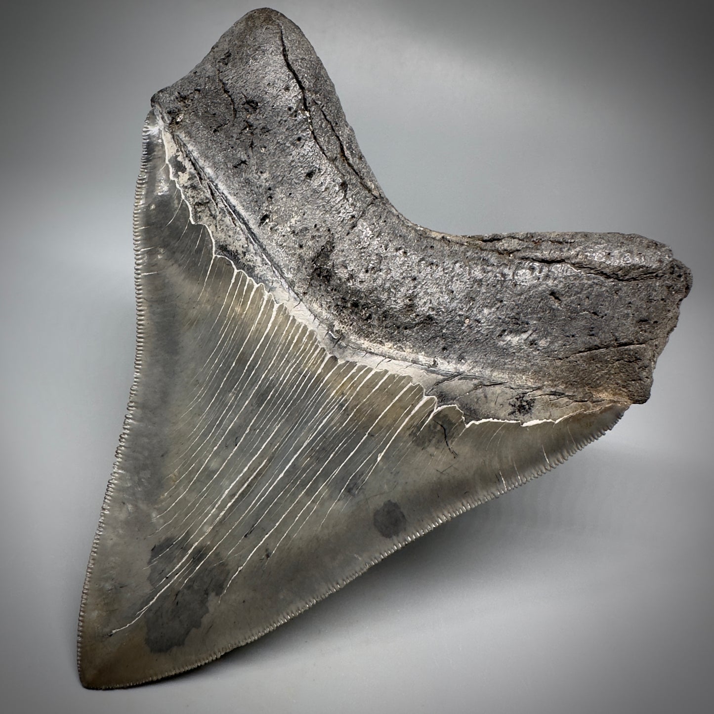 Collector's Quality, colorful 4.80" Fossil Megalodon Tooth - South Carolina CM5259 - Back Right