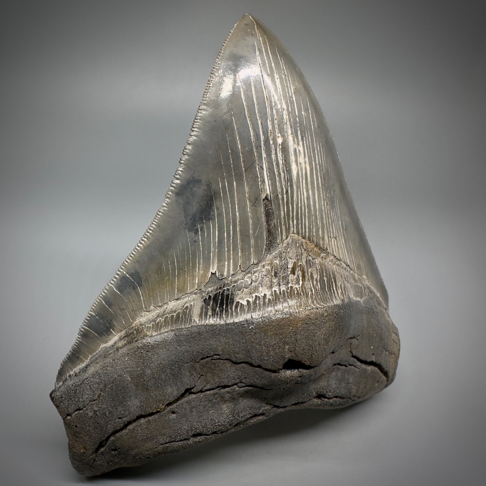 Collector's Quality, colorful 4.80" Fossil Megalodon Tooth - South Carolina CM5259 - Front 4