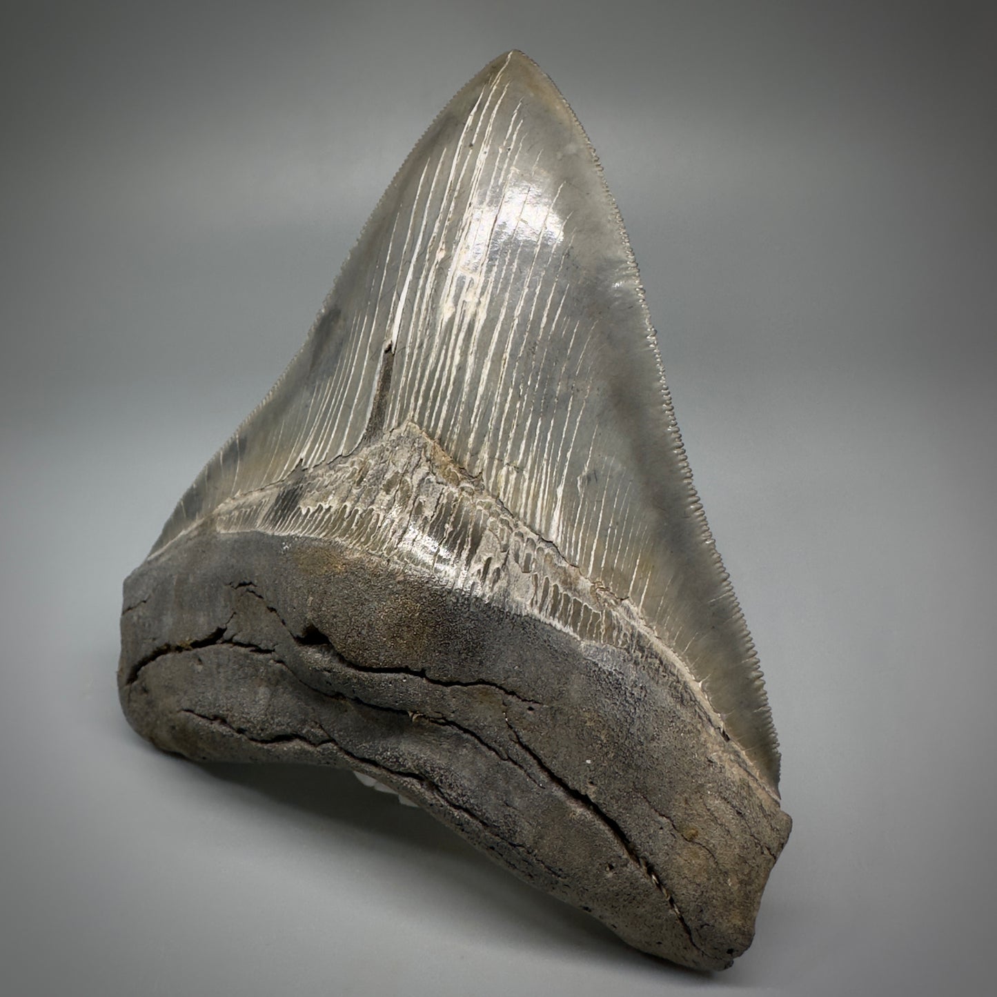 Collector's Quality, colorful 4.80" Fossil Megalodon Tooth - South Carolina CM5259 - Front 3