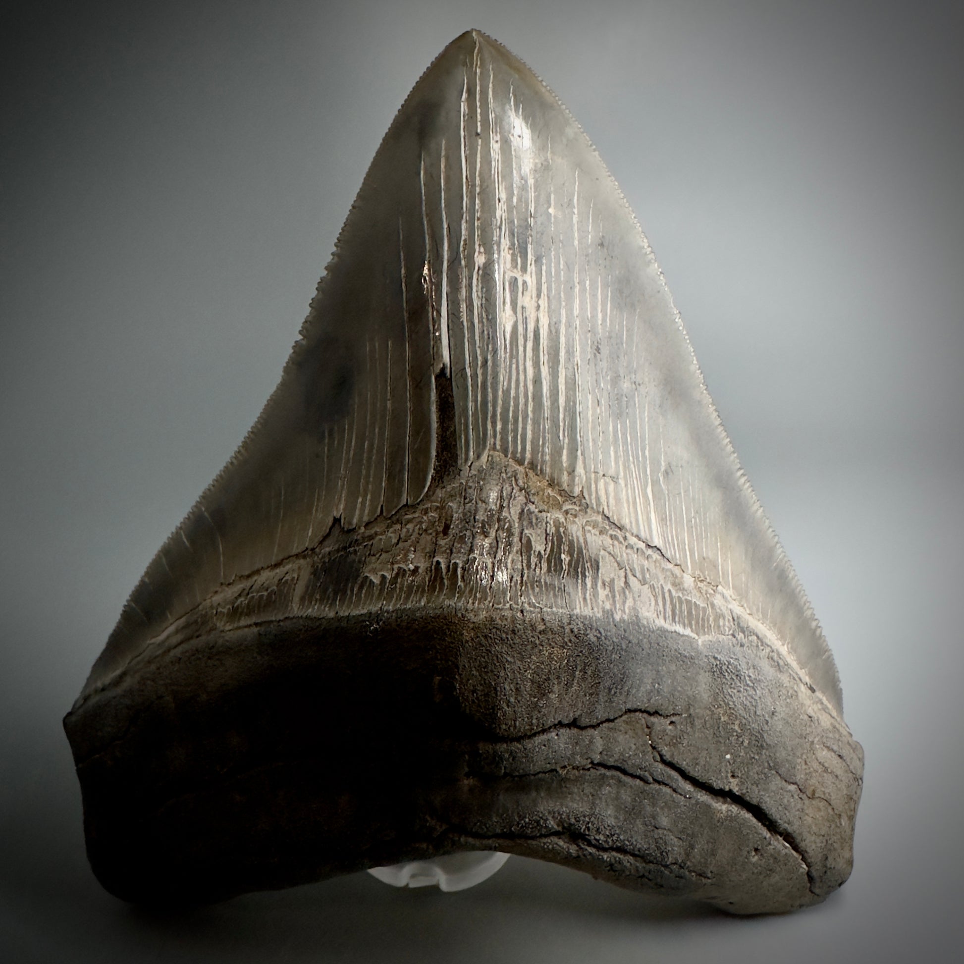 Collector's Quality, colorful 4.80" Fossil Megalodon Tooth - South Carolina CM5259 - Front3