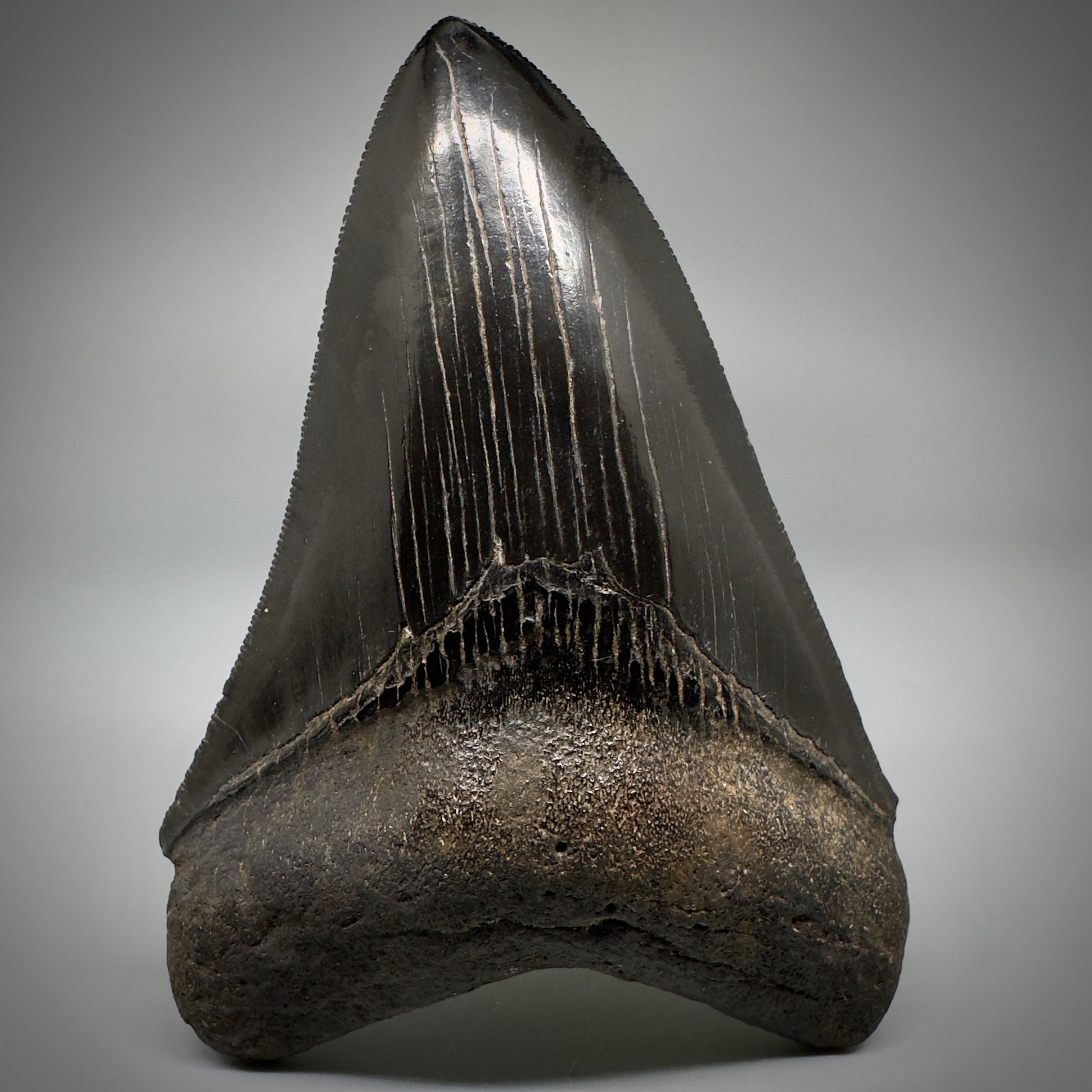 Collector's Quality, Jet Black 3.97" Fossil Megalodon Shark Tooth from South Carolina CM5258 - Front