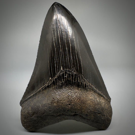 Collector's Quality, Jet Black 3.97" Fossil Megalodon Shark Tooth from South Carolina CM5258 - Front