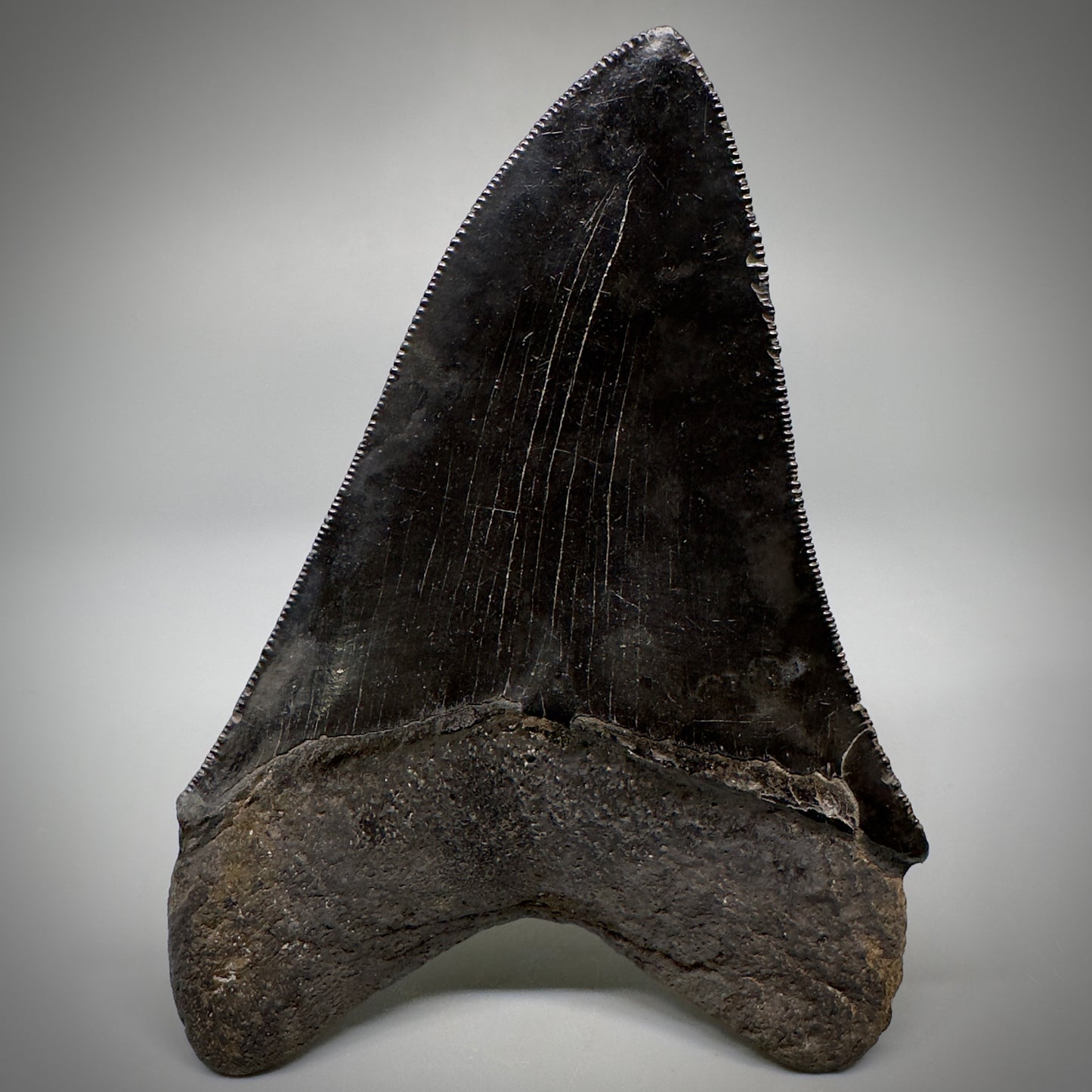 Collector's Quality, Jet Black 3.97" Fossil Megalodon Shark Tooth from South Carolina CM5258 - Back