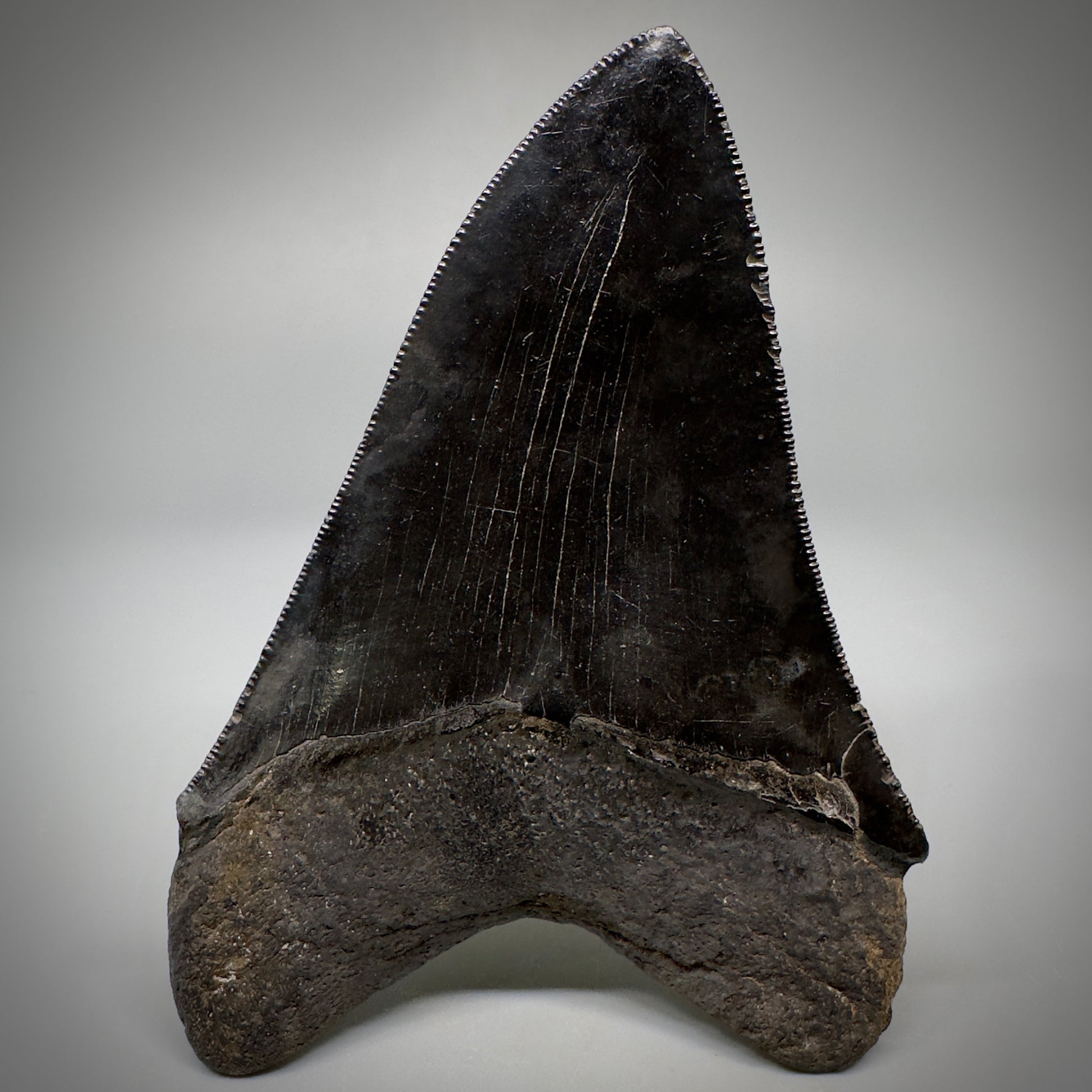 Collector's Quality, Jet Black 3.97" Fossil Megalodon Shark Tooth from South Carolina CM5258 - Back