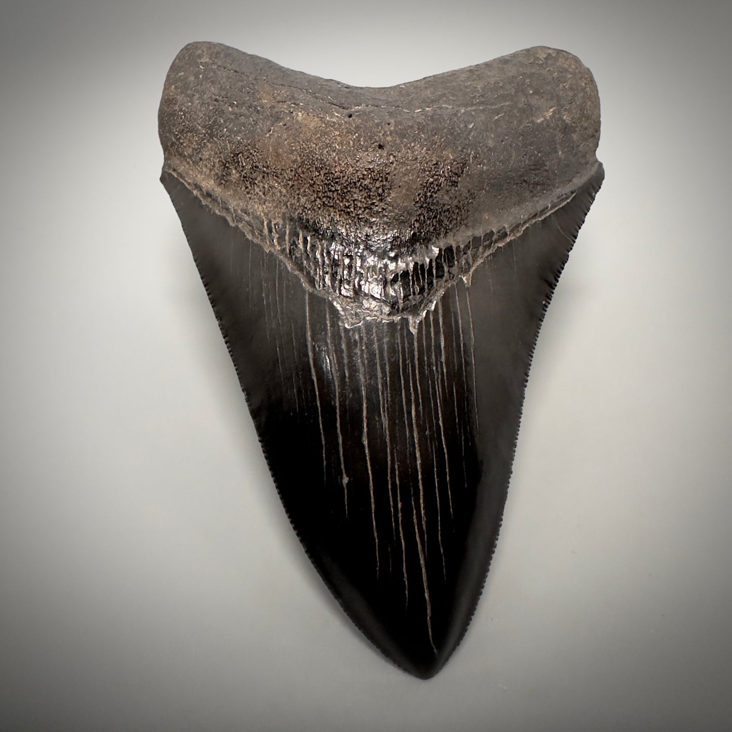 Collector's Quality, Jet Black 3.97" Fossil Megalodon Shark Tooth from South Carolina CM5258 - Front 1