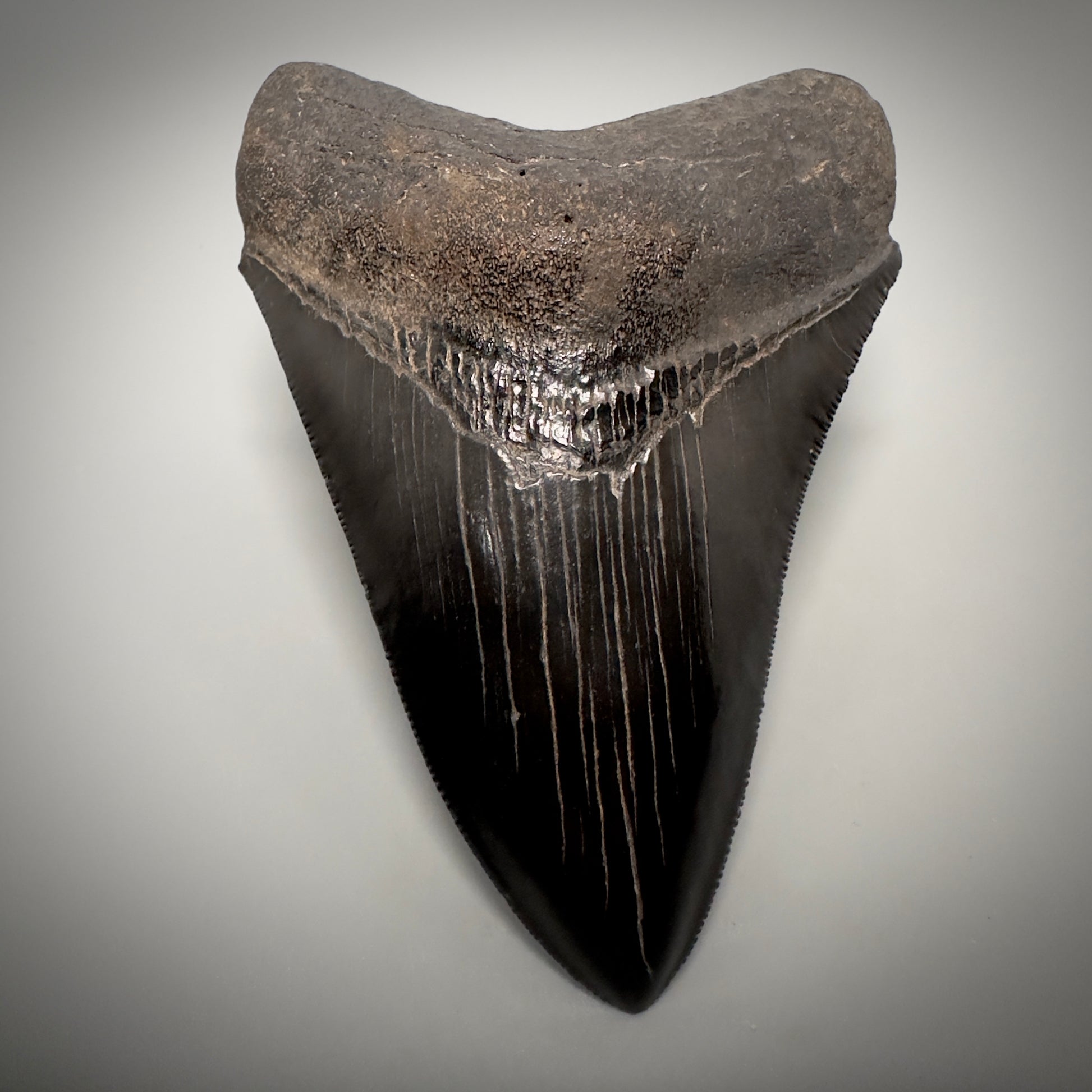 Collector's Quality, Jet Black 3.97" Fossil Megalodon Shark Tooth from South Carolina CM5258 - Front 1