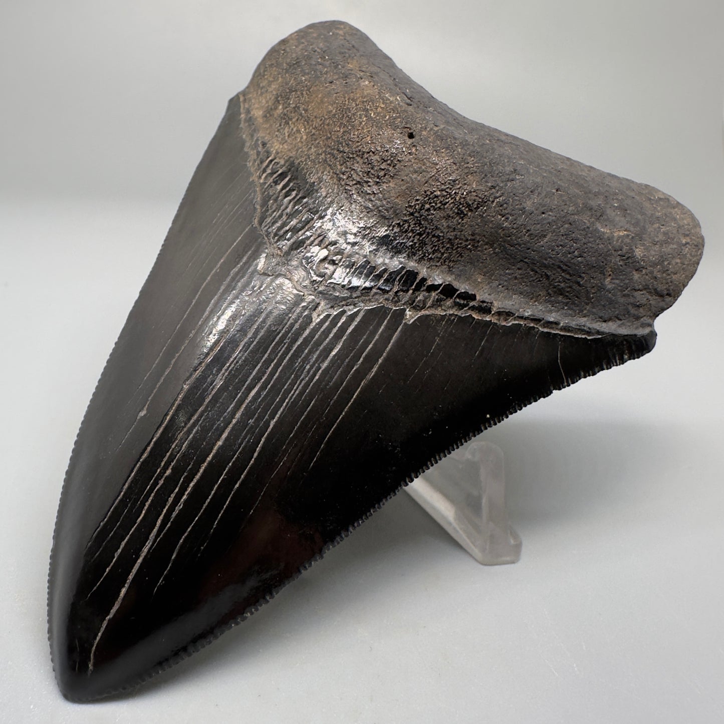 Collector's Quality, Jet Black 3.97" Fossil Megalodon Shark Tooth from South Carolina CM5258 - Front Right