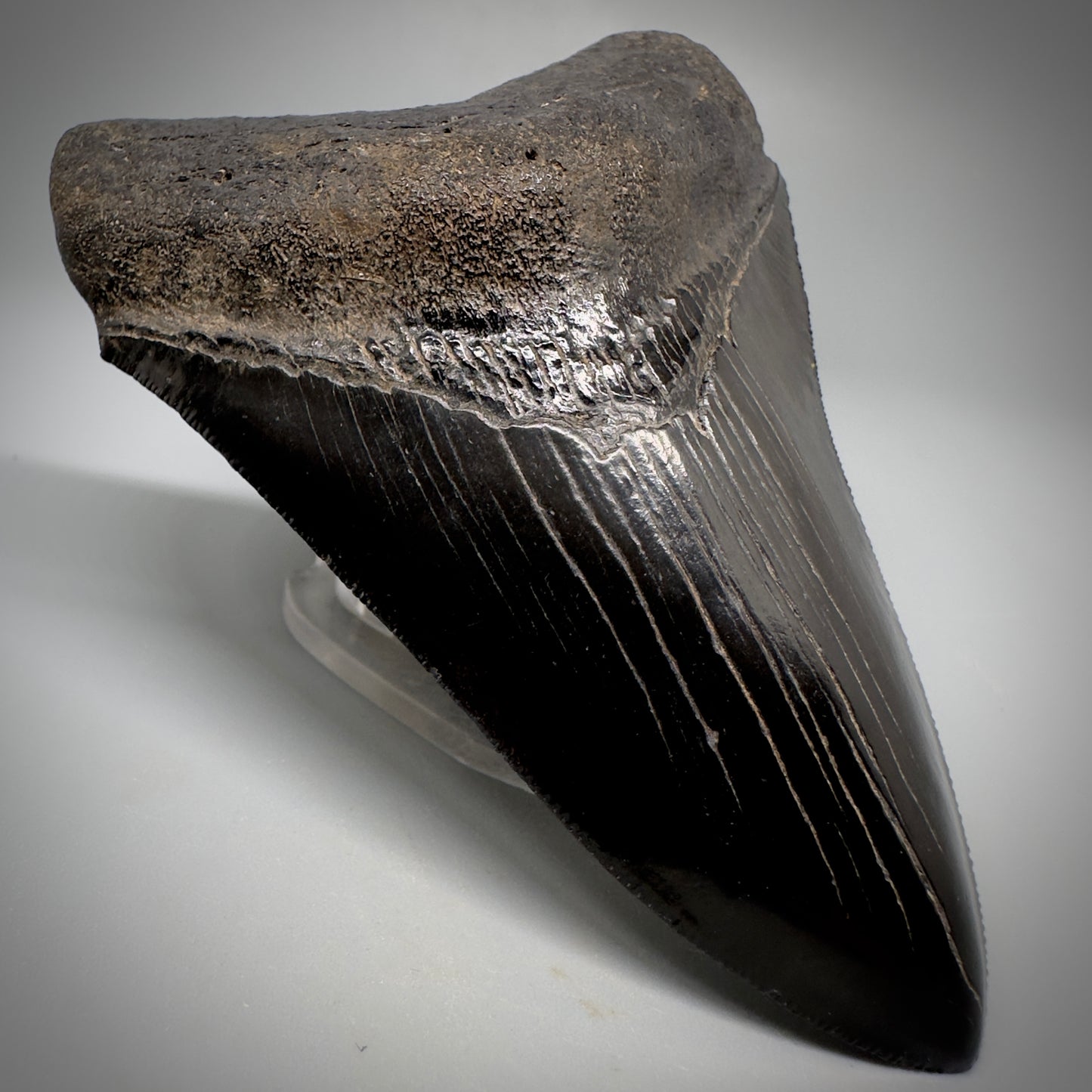 Collector's Quality, Jet Black 3.97" Fossil Megalodon Shark Tooth from South Carolina CM5258 - Front Left