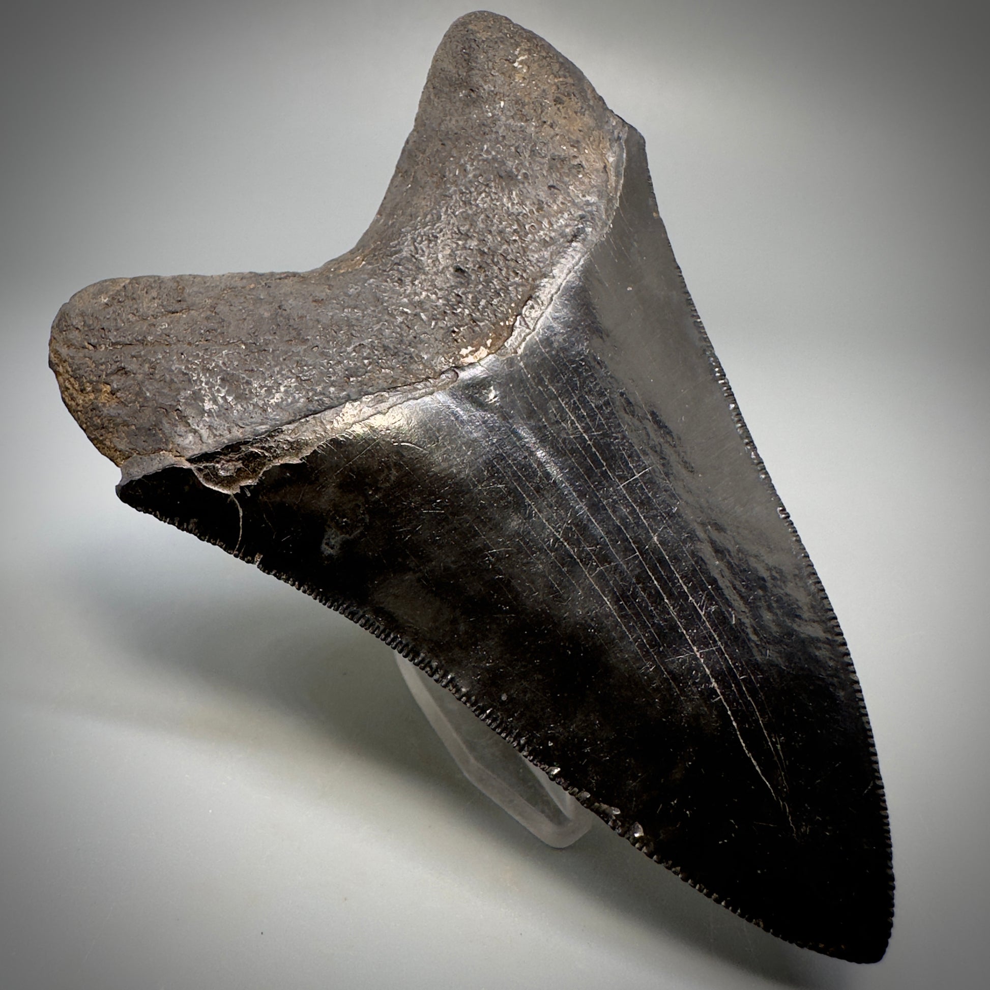 Collector's Quality, Jet Black 3.97" Fossil Megalodon Shark Tooth from South Carolina CM5258 - Back Left