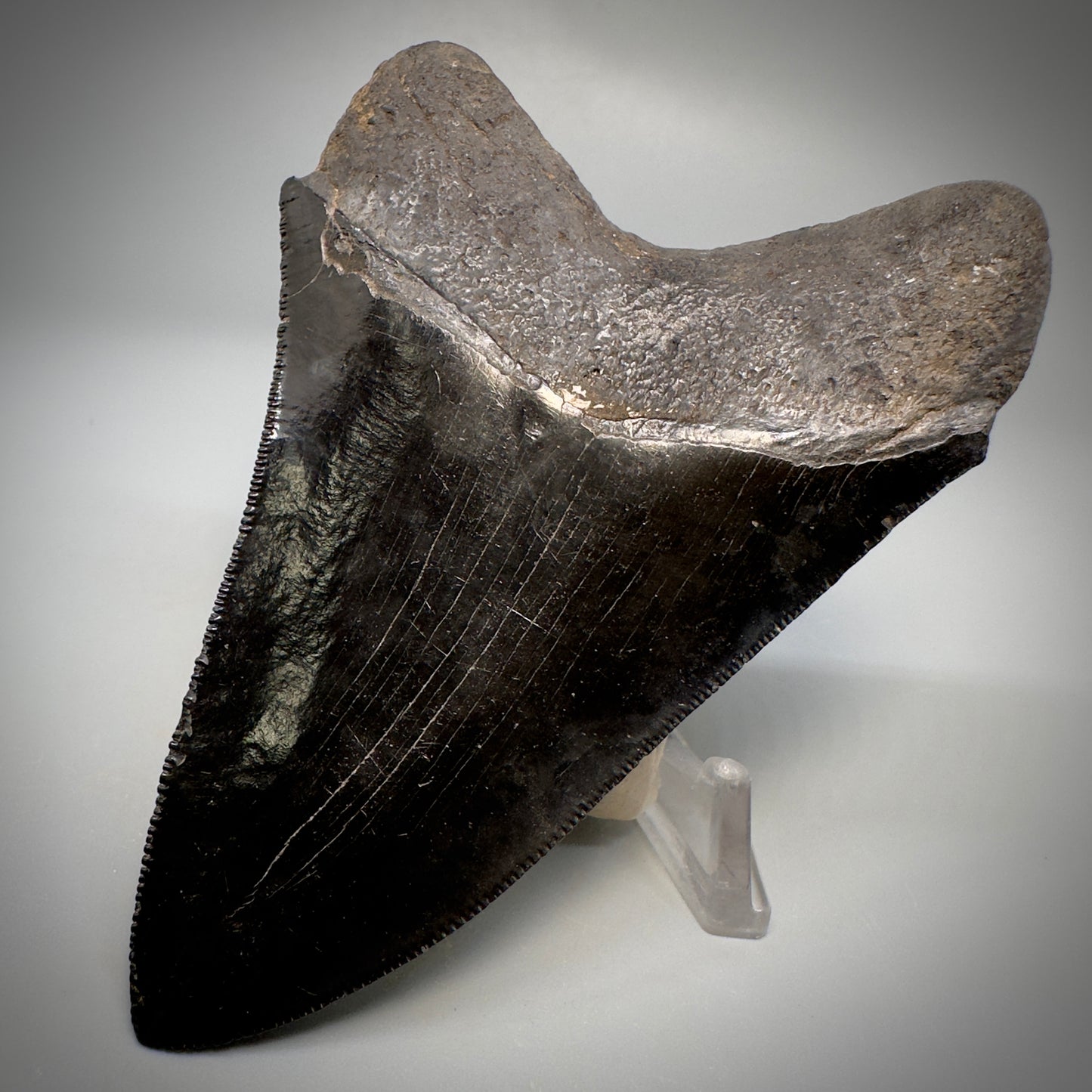 Collector's Quality, Jet Black 3.97" Fossil Megalodon Shark Tooth from South Carolina CM5258 - Back Right