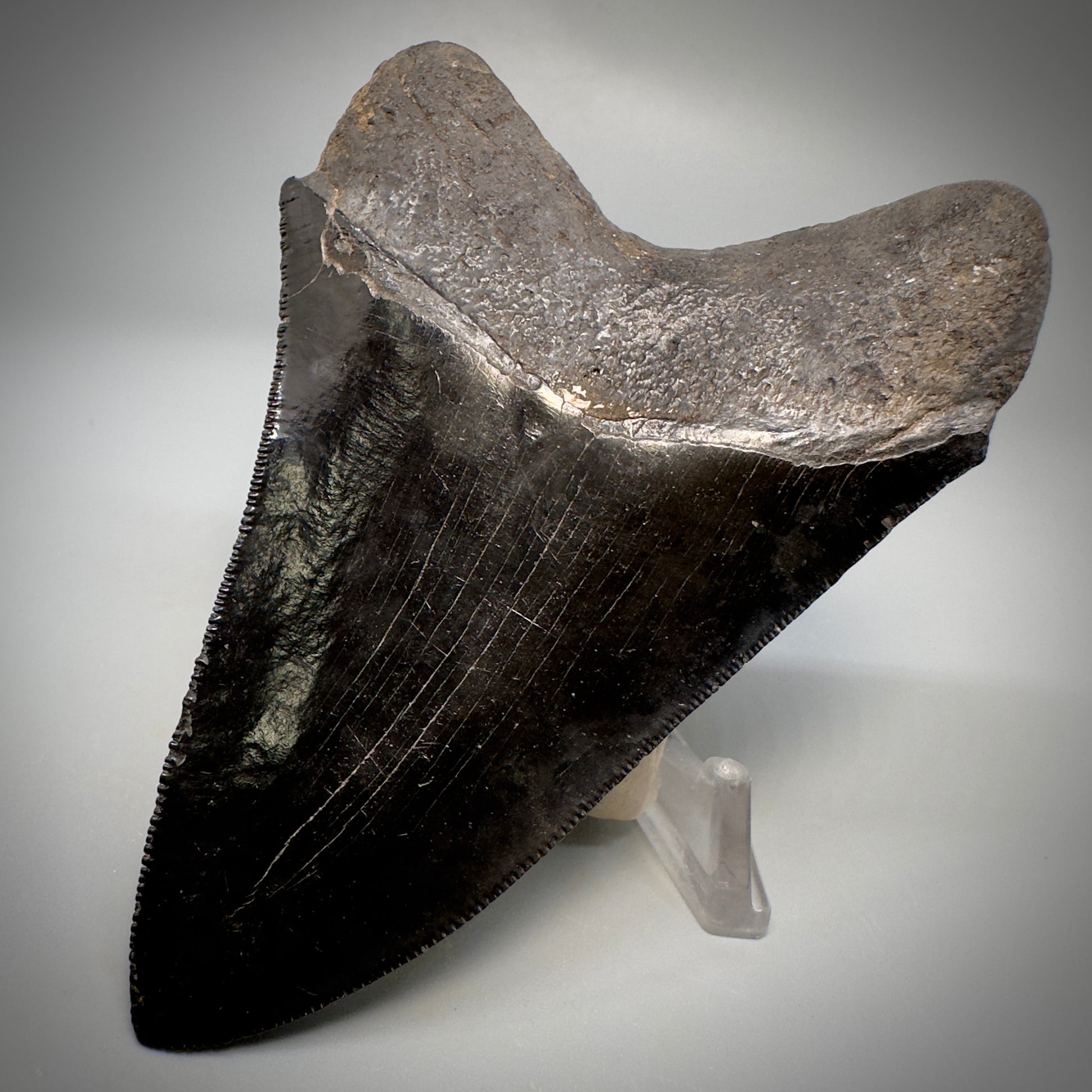 Collector's Quality, Jet Black 3.97" Fossil Megalodon Shark Tooth from South Carolina CM5258 - Back Right