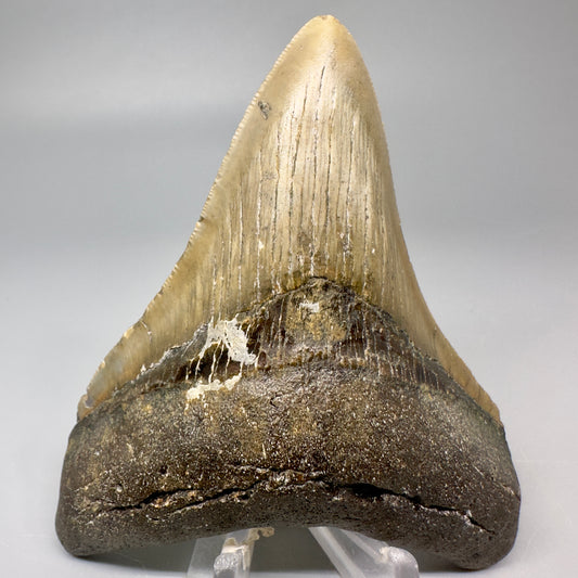 Colorful 4.05" Fossil Megalodon Tooth from North Carolina CM5064 - Front