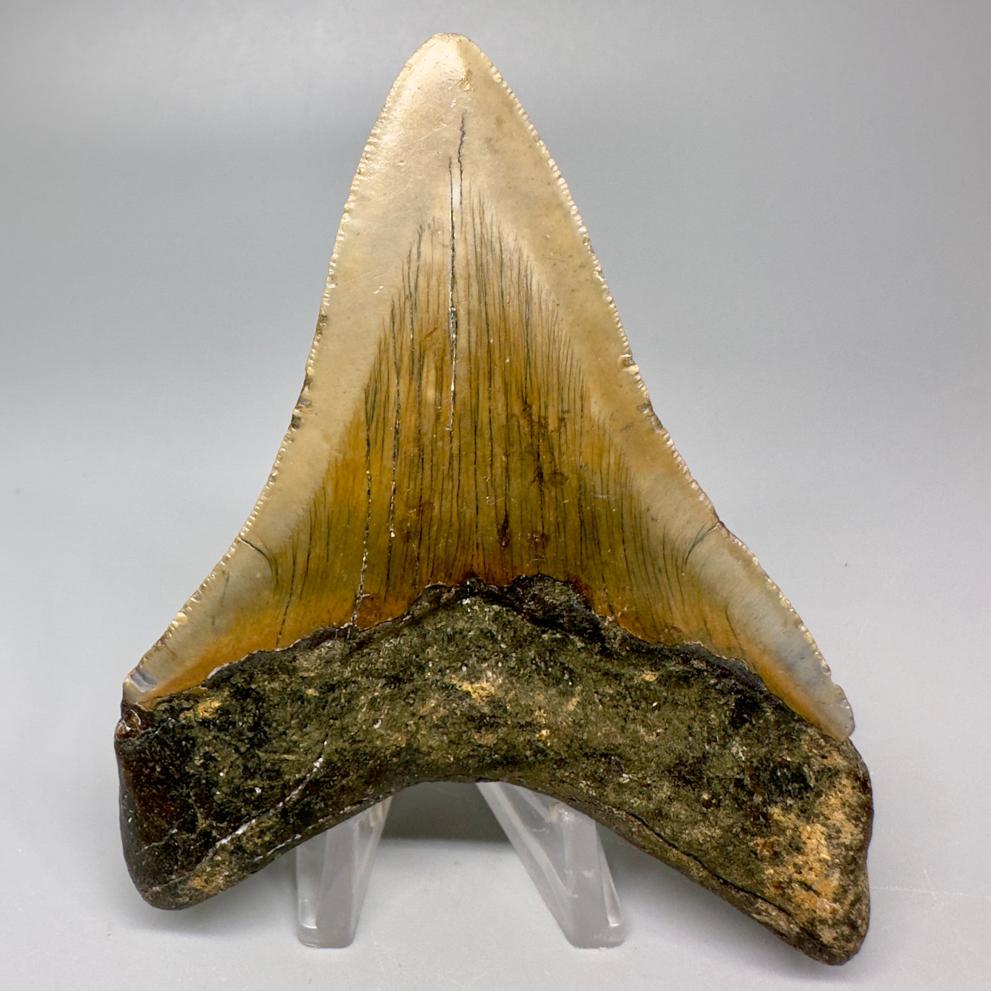 Colorful 4.05" Fossil Megalodon Tooth from North Carolina CM5064 - Back