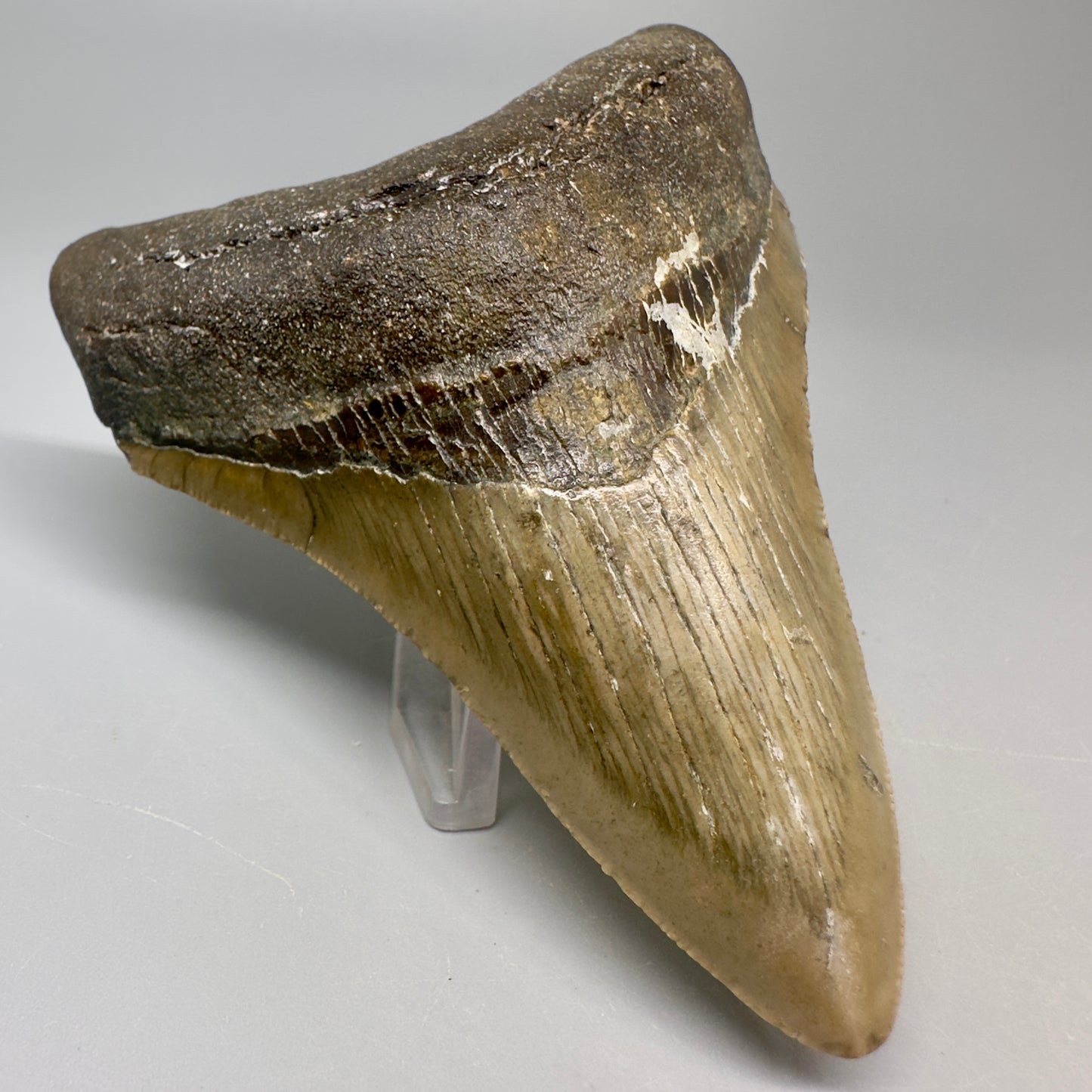 Colorful 4.05" Fossil Megalodon Tooth from North Carolina CM5064 - Front Left