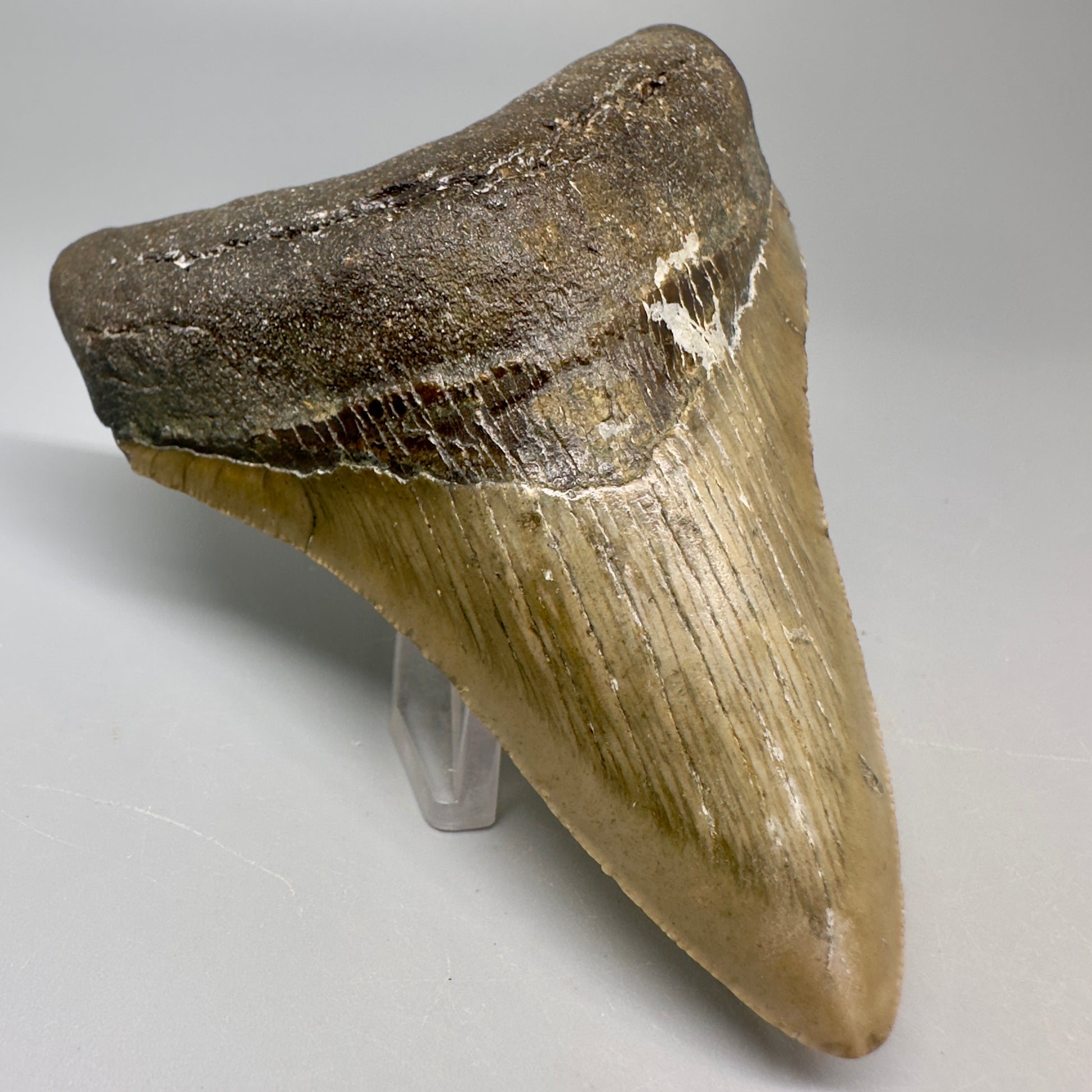 Colorful 4.05" Fossil Megalodon Tooth from North Carolina CM5064 - Front Left