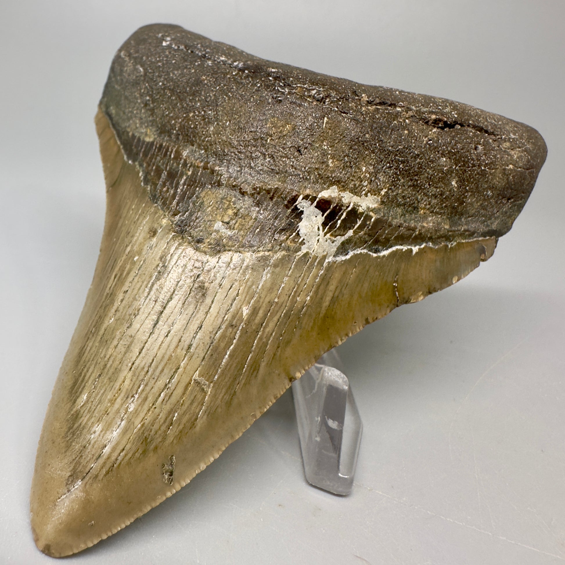 Colorful 4.05" Fossil Megalodon Tooth from North Carolina CM5064 - Front Right