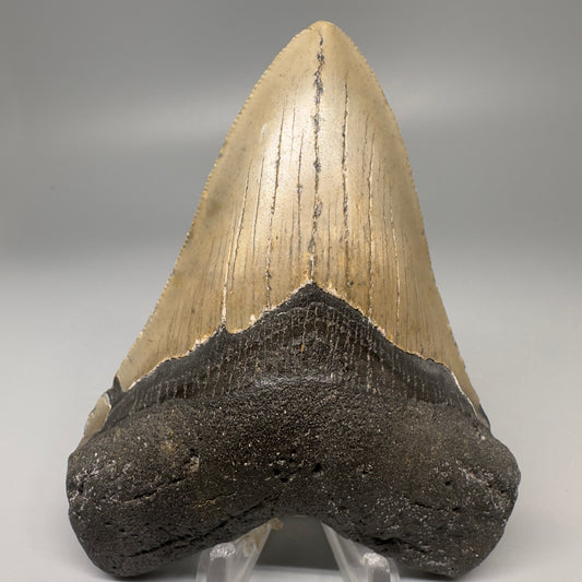 Colorful, serrated 4.19" Fossil Megalodon Tooth from North Carolina CM5066 - Front