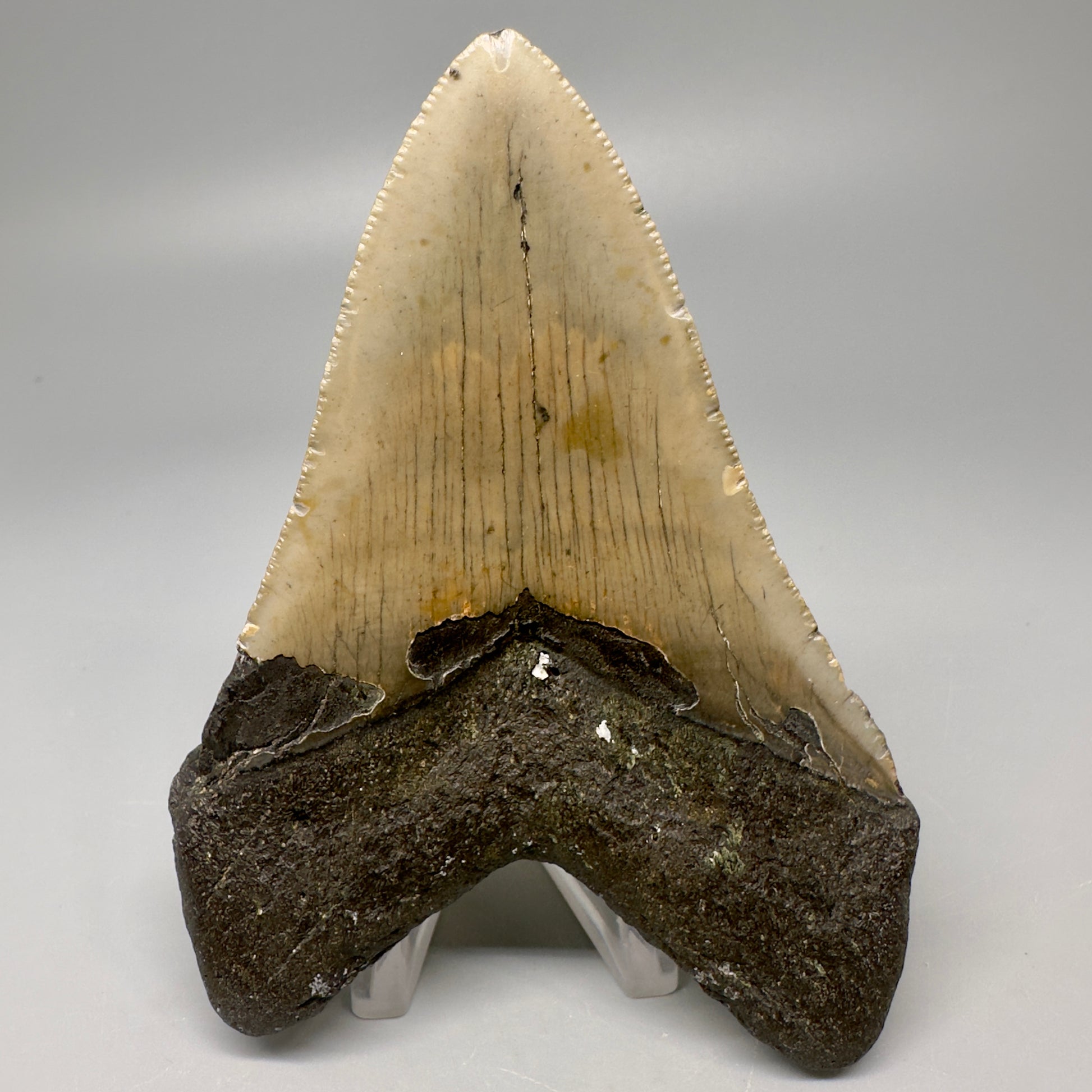 Colorful, serrated 4.19" Fossil Megalodon Tooth from North Carolina CM5066 - Back 