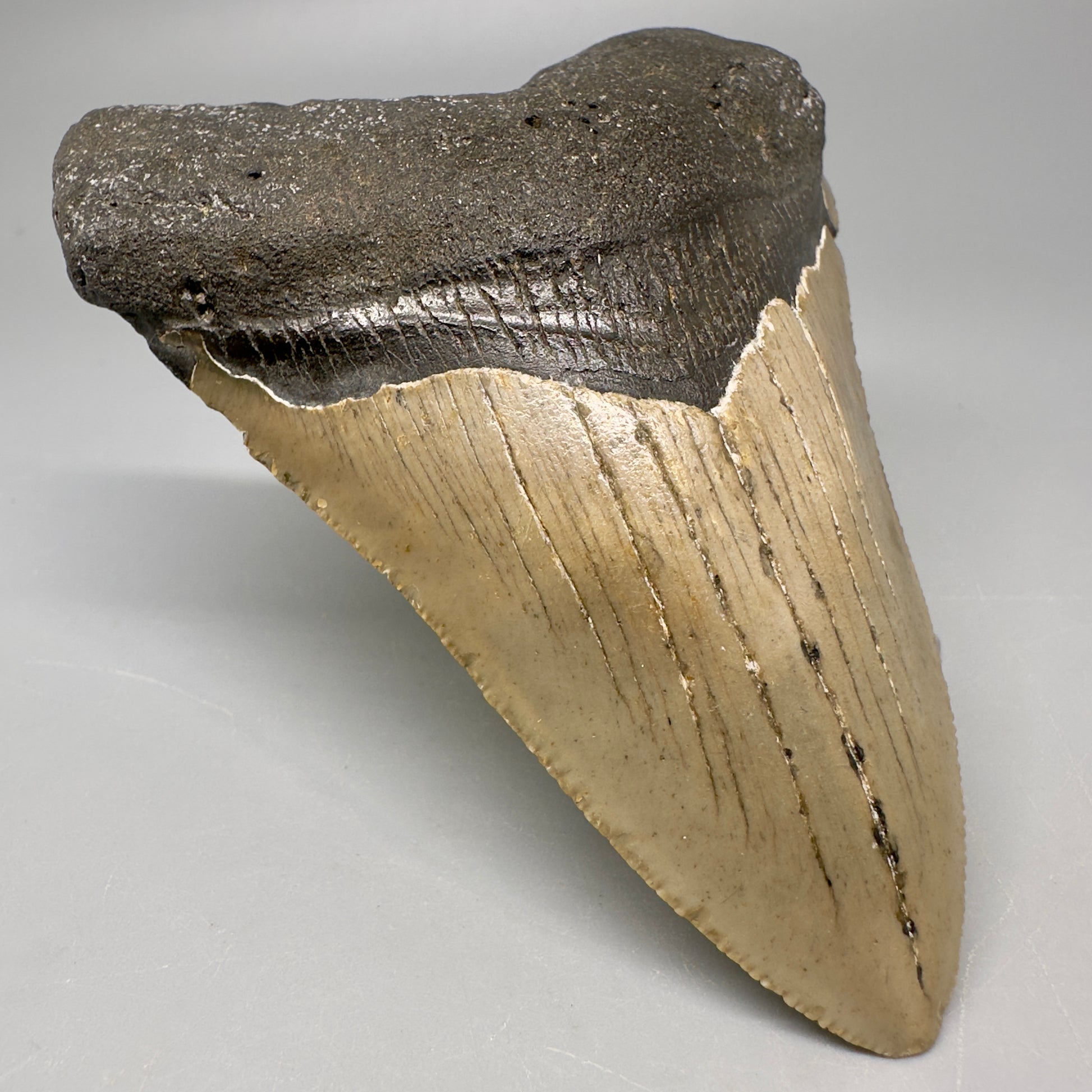 Colorful, serrated 4.19" Fossil Megalodon Tooth from North Carolina CM5066 - Front Left