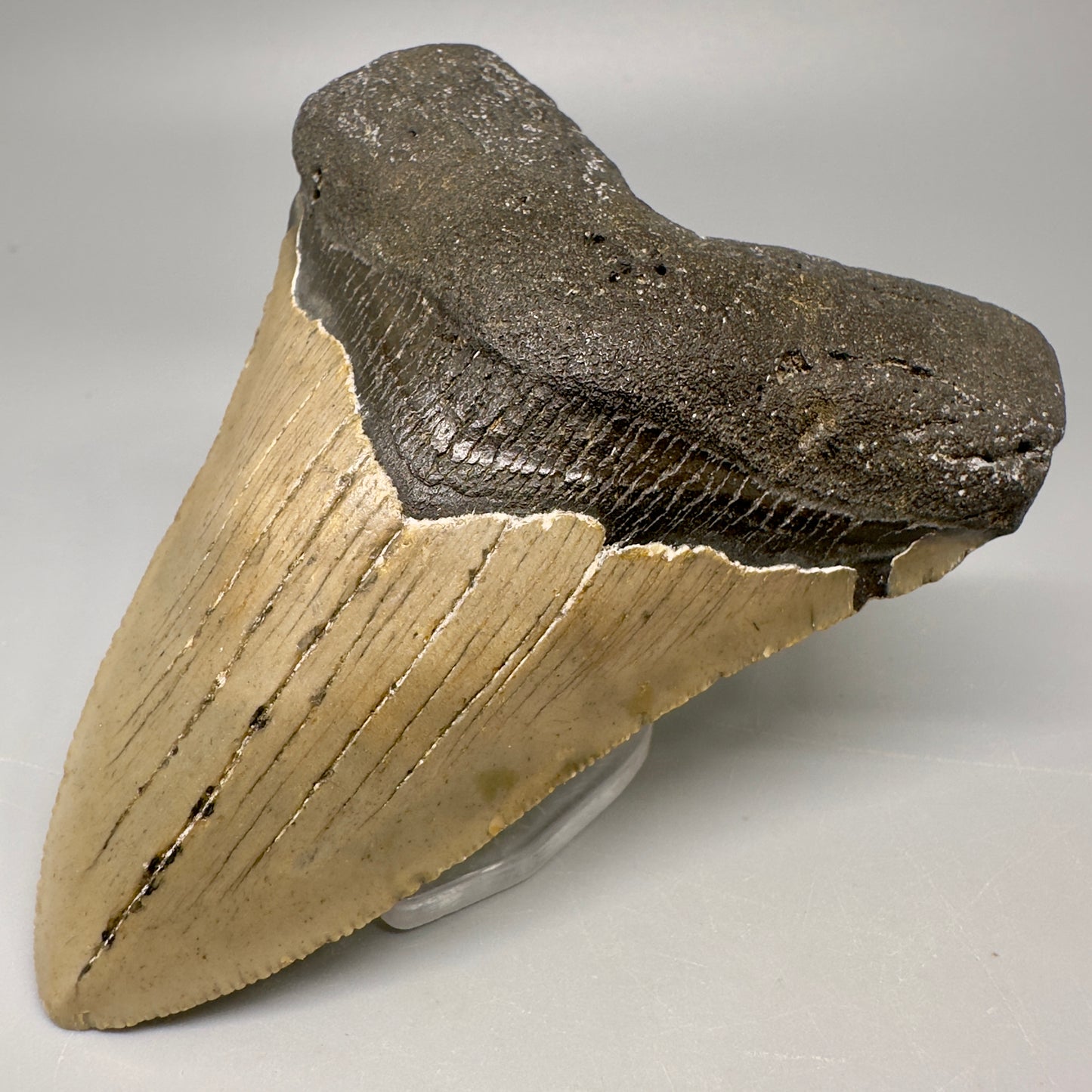 Colorful, serrated 4.19" Fossil Megalodon Tooth from North Carolina CM5066 - Front Right