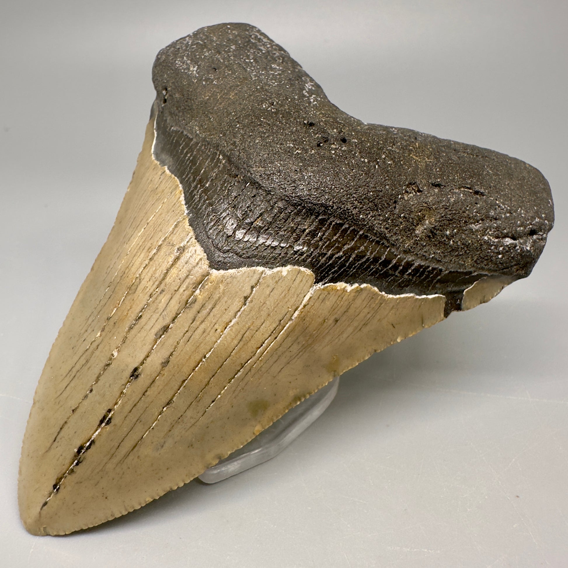 Colorful, serrated 4.19" Fossil Megalodon Tooth from North Carolina CM5066 - Front Right
