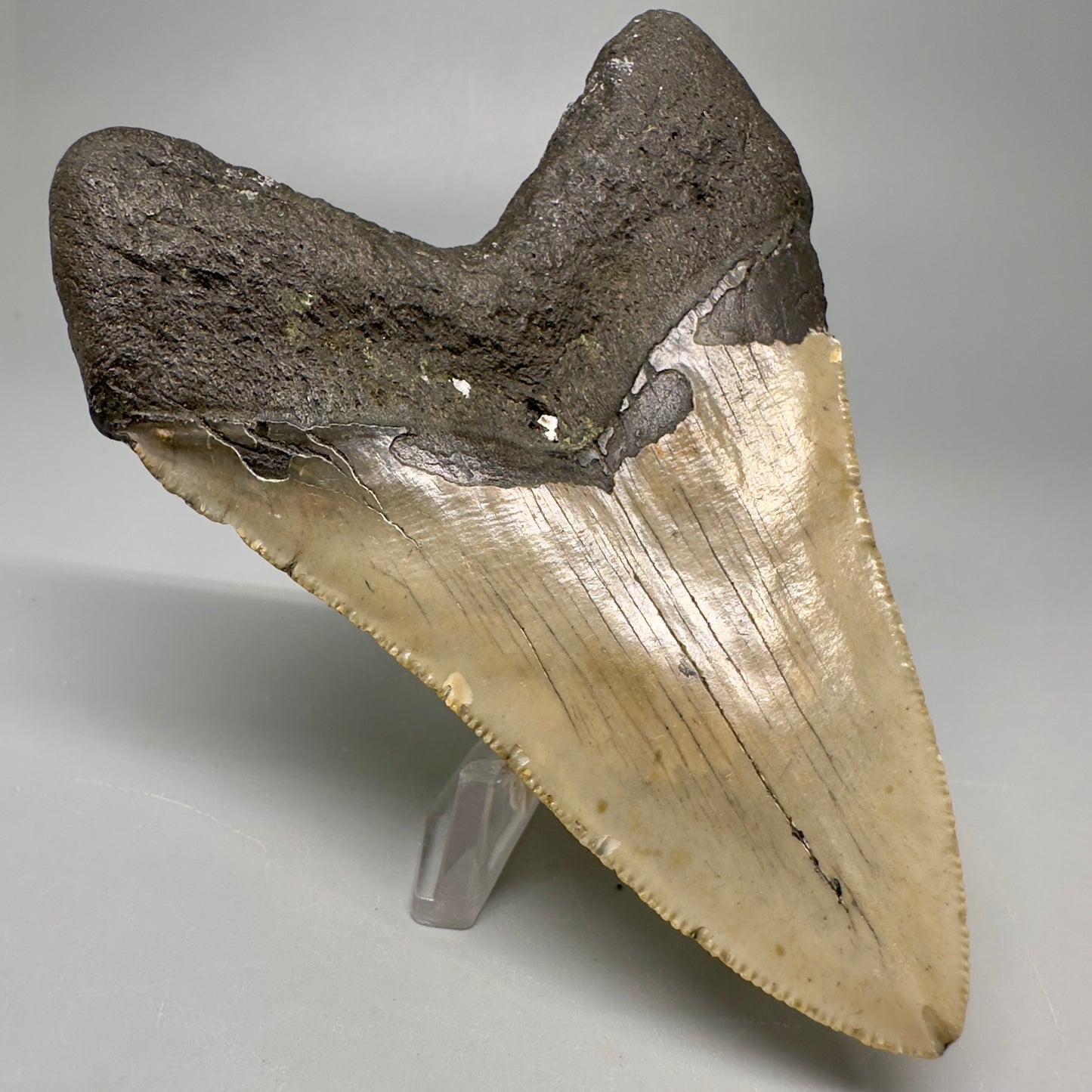 Colorful, serrated 4.19" Fossil Megalodon Tooth from North Carolina CM5066 - Back Left