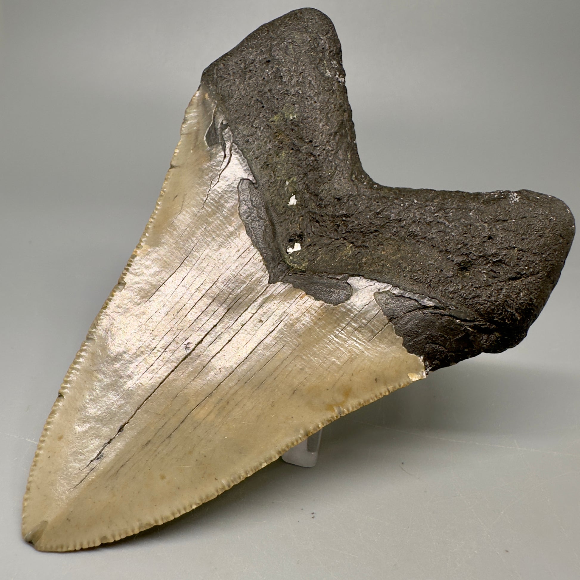 Colorful, serrated 4.19" Fossil Megalodon Tooth from North Carolina CM5066 - Back Right
