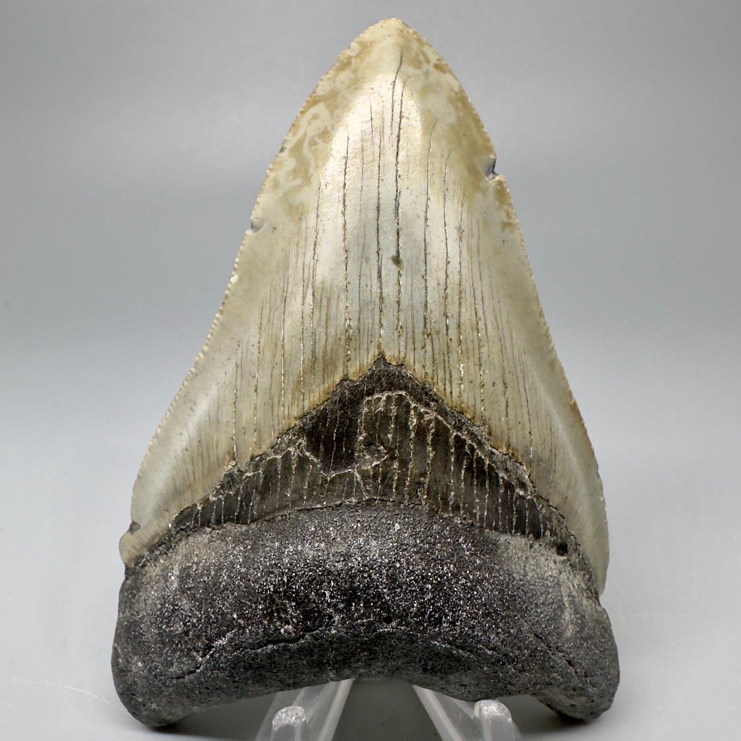 Colorful, serrated 4.14" Fossil Megalodon Tooth from North Carolina CM5065 - Front