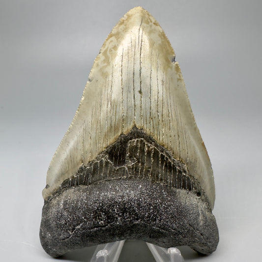 Colorful, serrated 4.14" Fossil Megalodon Tooth from North Carolina CM5065 - Front