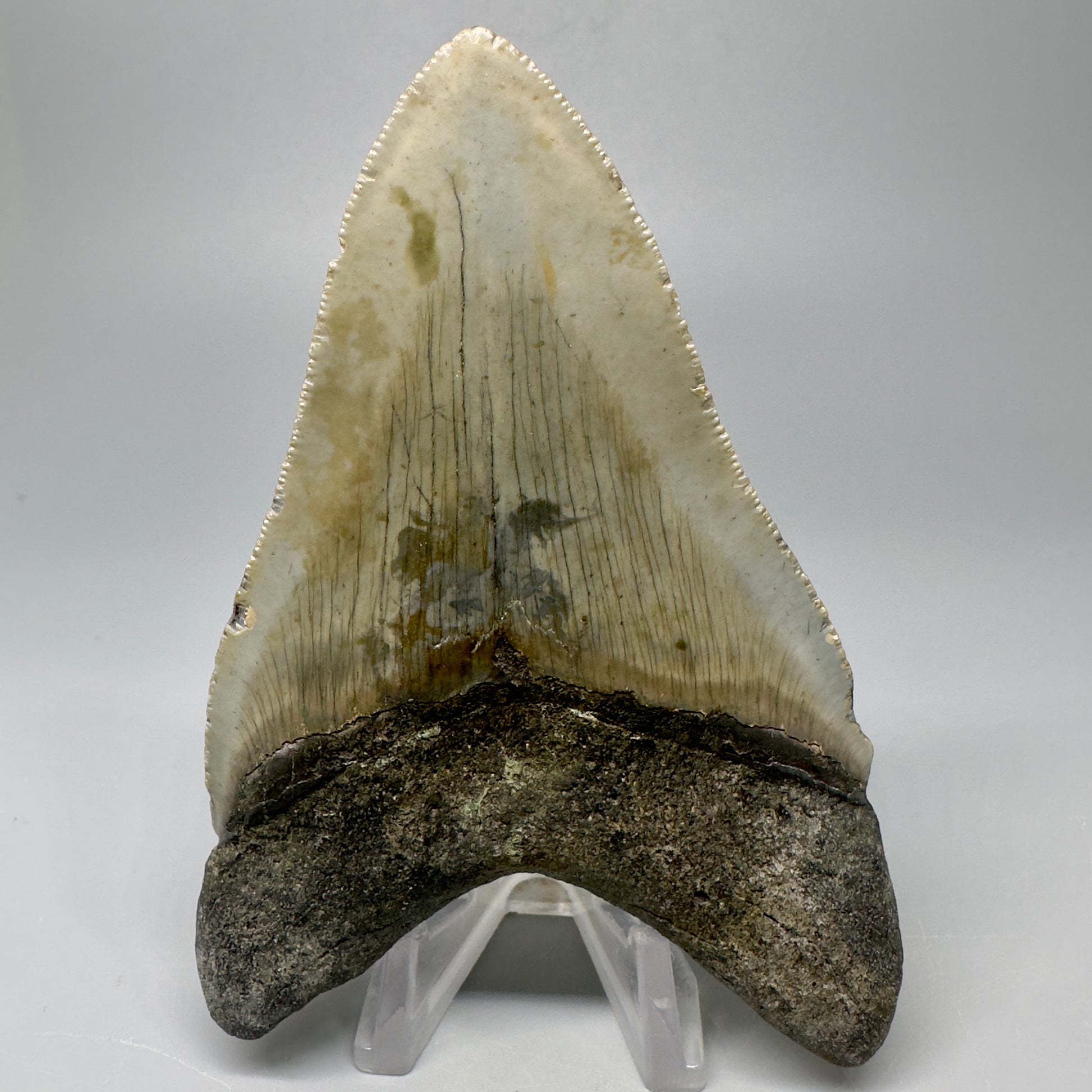Colorful, serrated 4.14" Fossil Megalodon Tooth from North Carolina CM5065 - Back