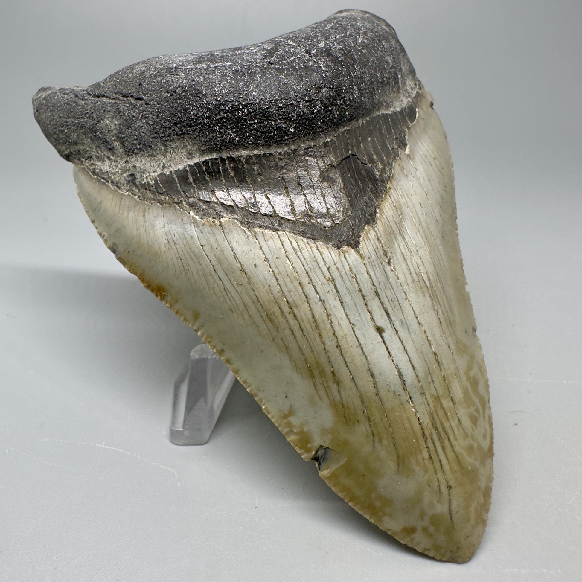 Colorful, serrated 4.14" Fossil Megalodon Tooth from North Carolina CM5065 - Front Left