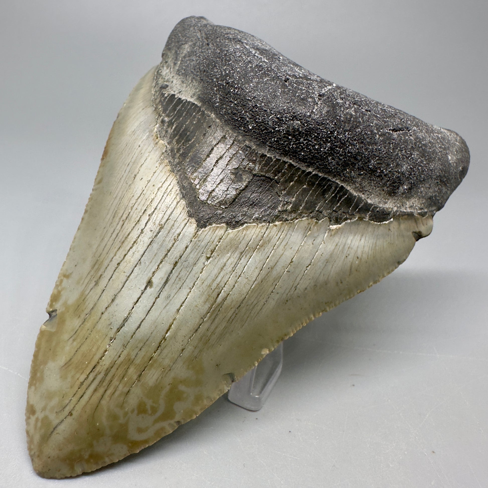 Colorful, serrated 4.14" Fossil Megalodon Tooth from North Carolina CM5065 - Front Right