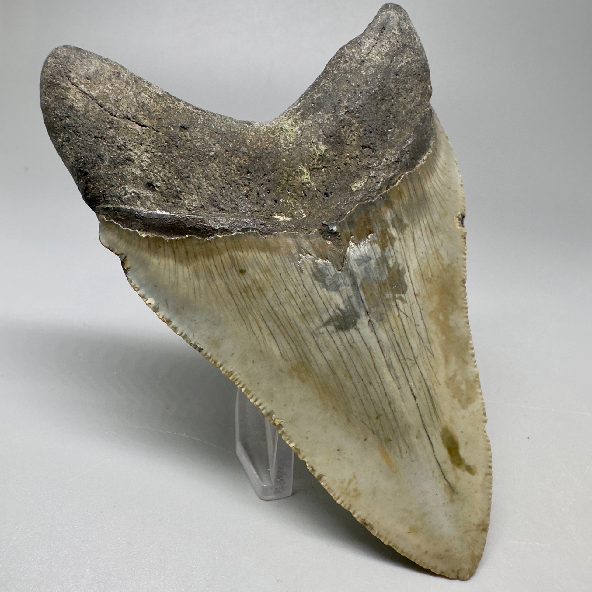 Colorful, serrated 4.14" Fossil Megalodon Tooth from North Carolina CM5065 - Back Left