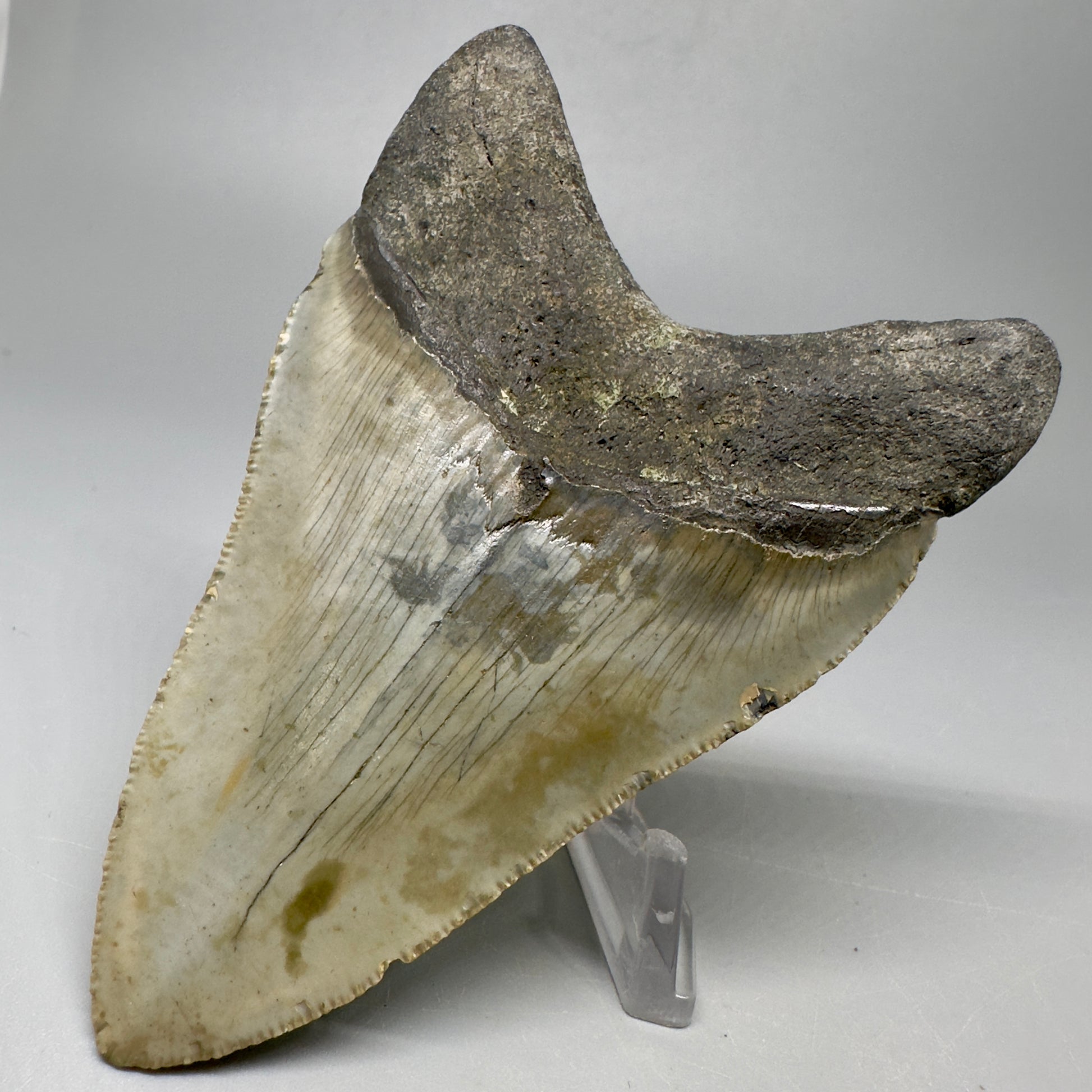 Colorful, serrated 4.14" Fossil Megalodon Tooth from North Carolina CM5065 - Back Right