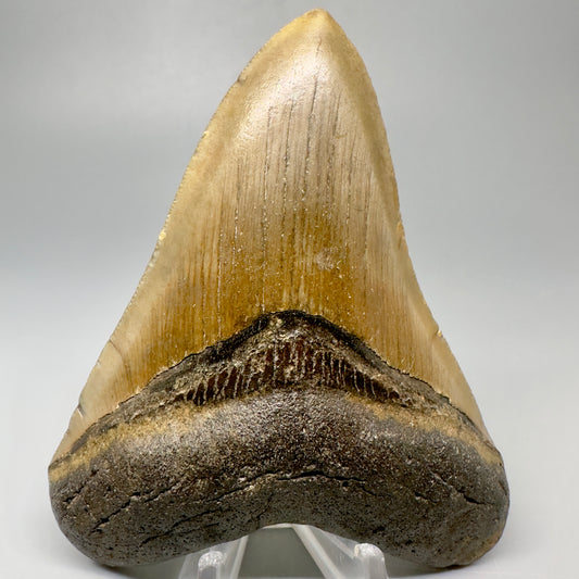 Colorful 4.13" Fossil Megalodon Tooth from North Carolina CM5051 - Front