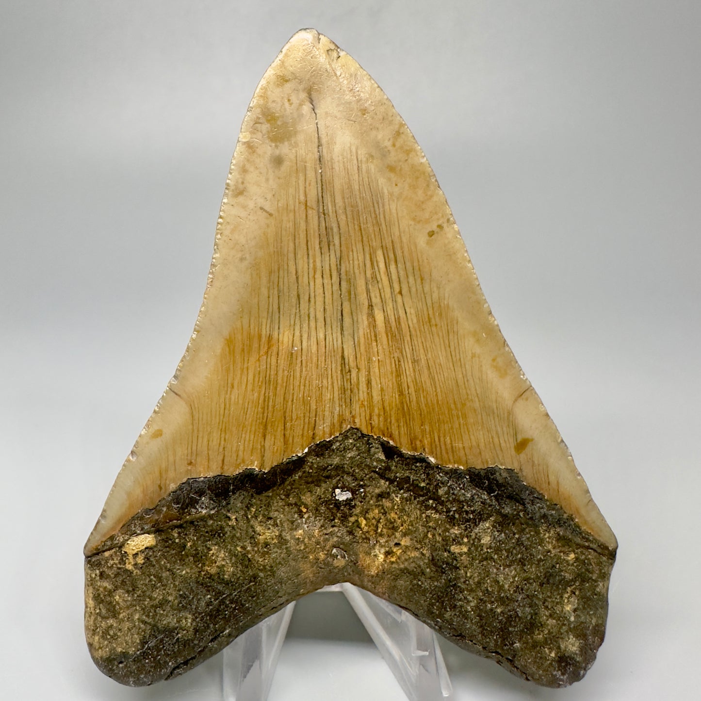 Colorful 4.13" Fossil Megalodon Tooth from North Carolina CM5051 - Back