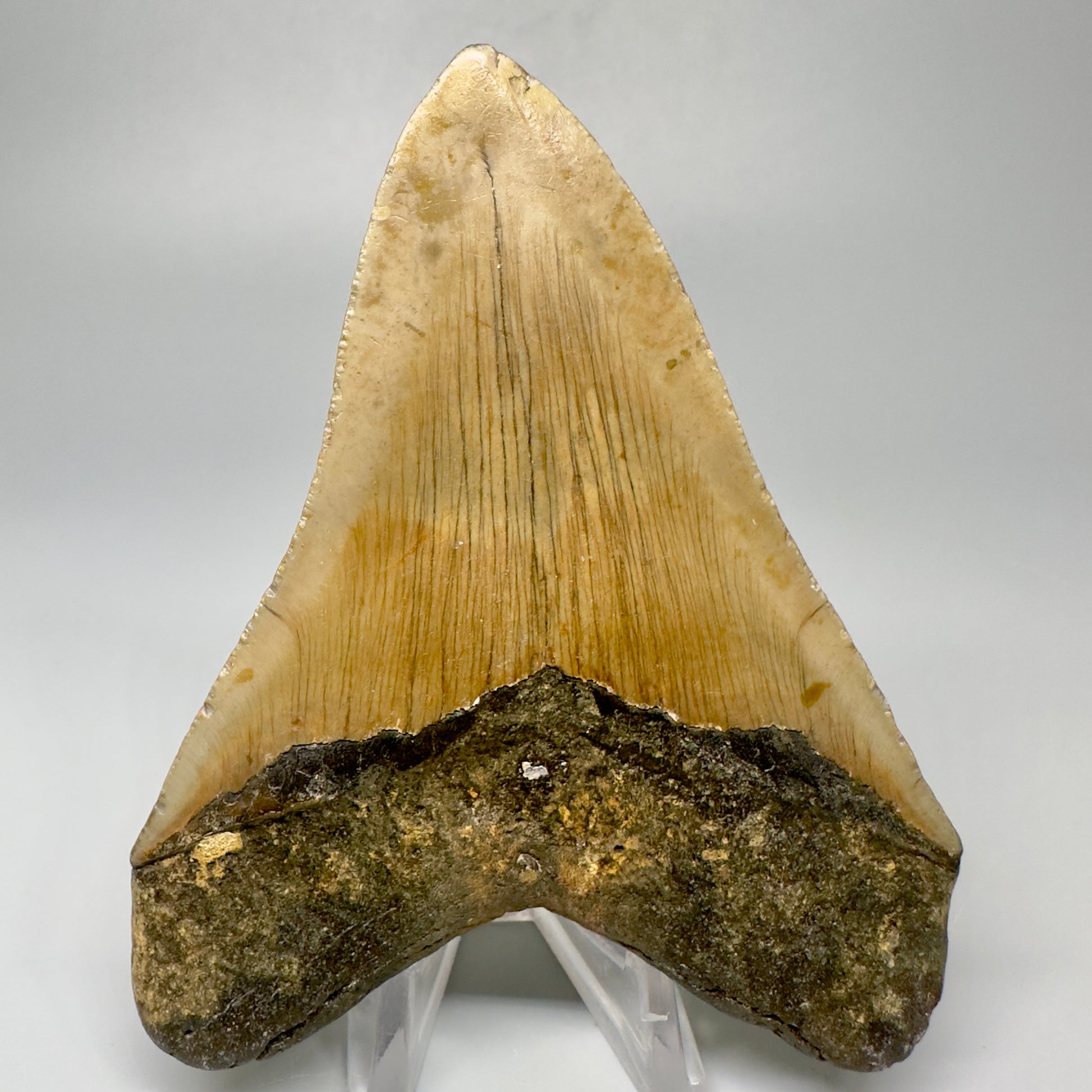 Colorful 4.13" Fossil Megalodon Tooth from North Carolina CM5051 - Back