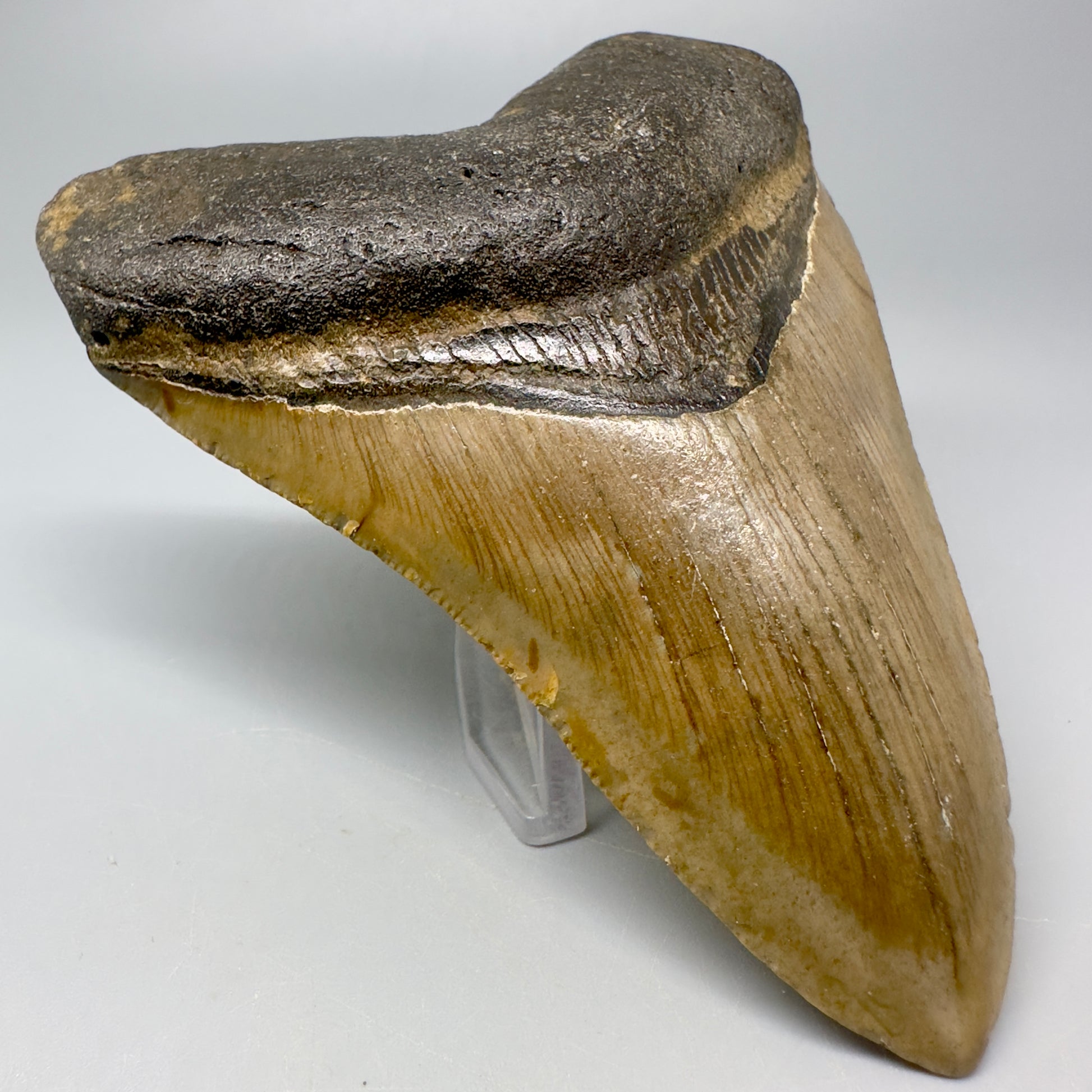 Colorful 4.13" Fossil Megalodon Tooth from North Carolina CM5051 - Front Left