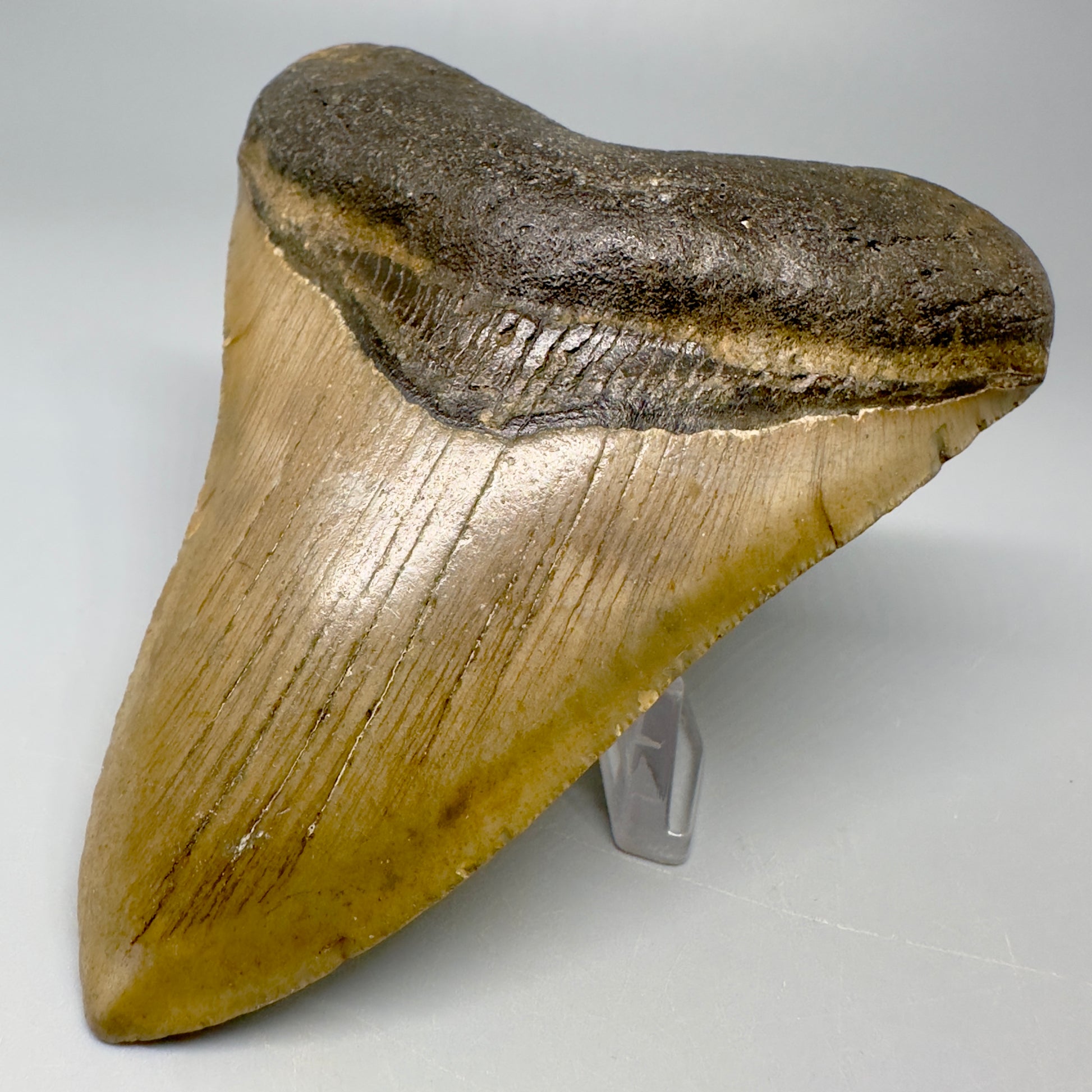 Colorful 4.13" Fossil Megalodon Tooth from North Carolina CM5051 - Front Right
