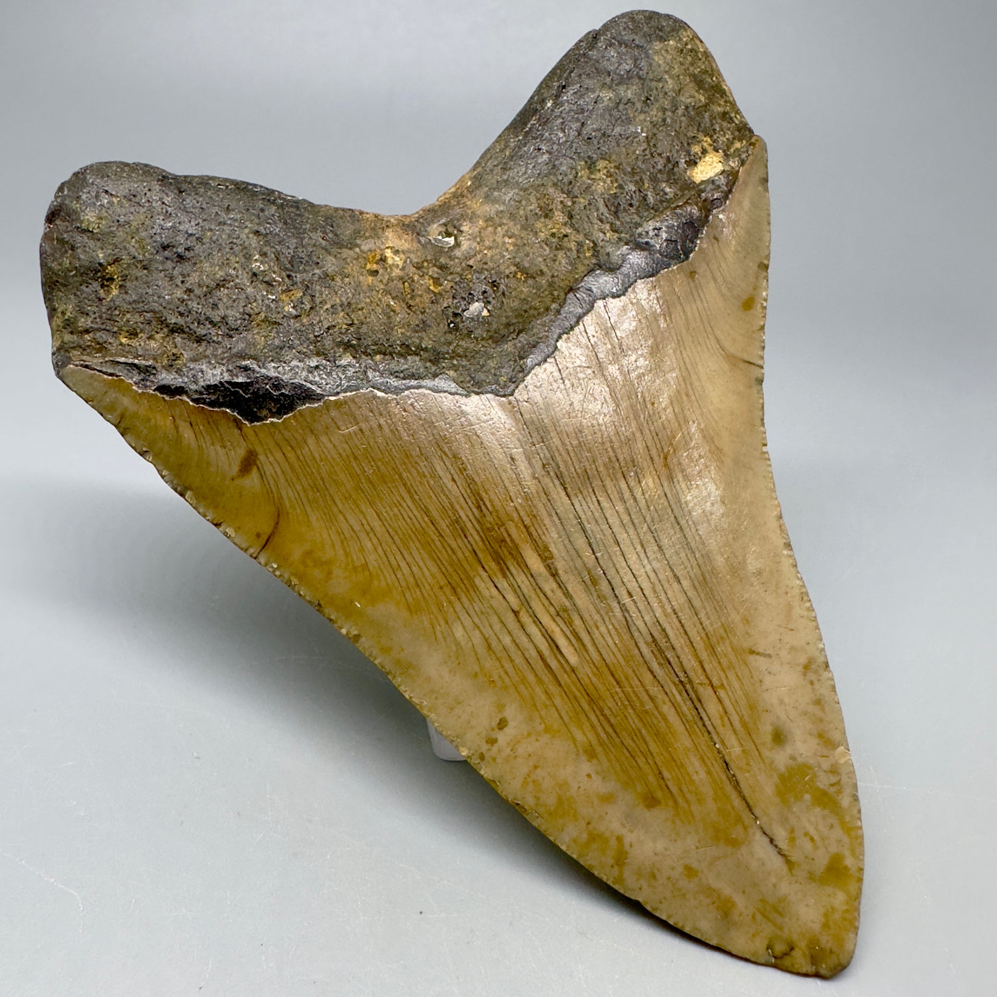 Colorful 4.13" Fossil Megalodon Tooth from North Carolina CM5051 - Back Left