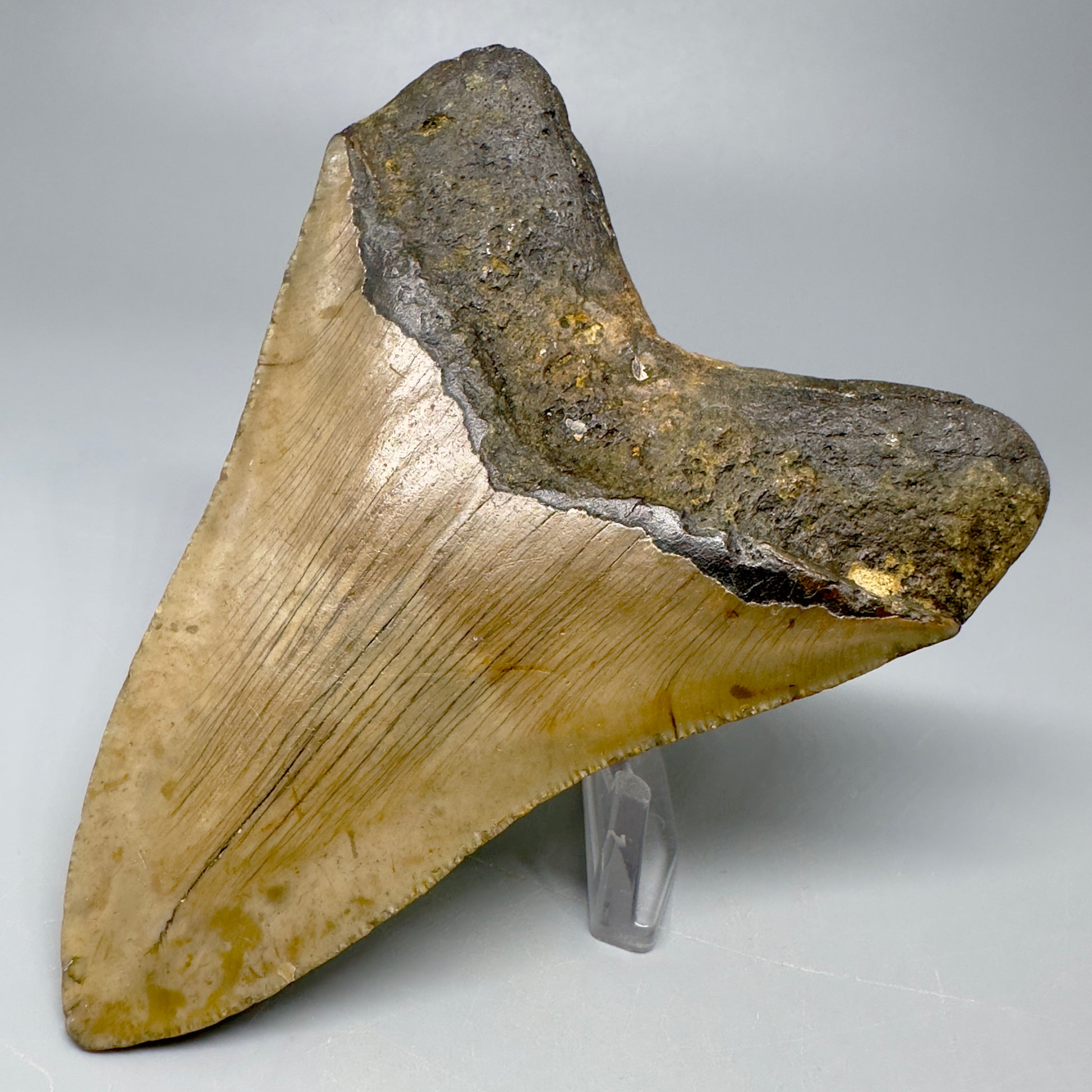 Colorful 4.13" Fossil Megalodon Tooth from North Carolina CM5051 - Back Right