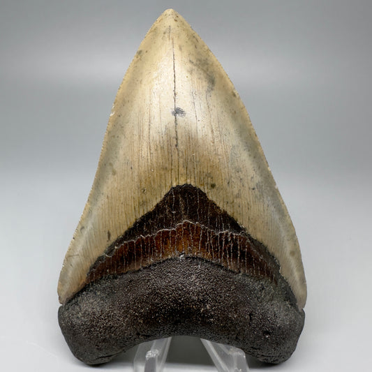 Colorful with great prints 4.66" Fossil Megalodon Tooth - North Carolina CM5053 - Front